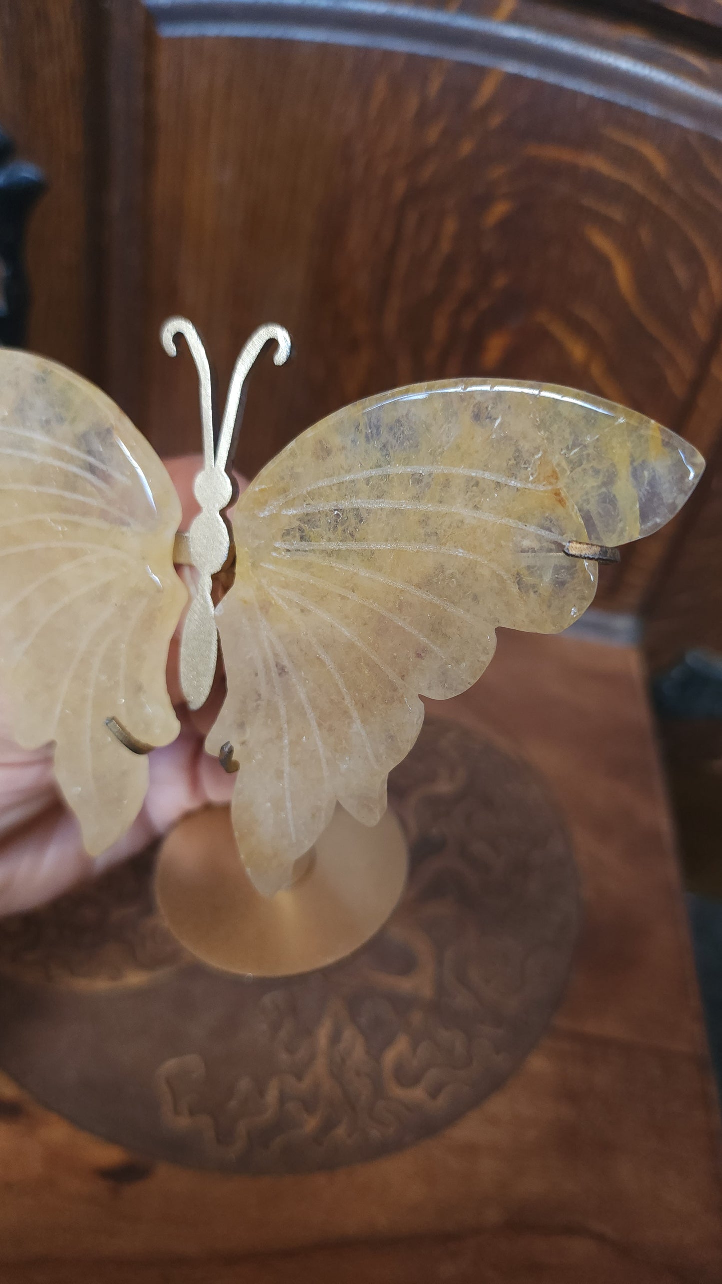Golden Healer Butterfly