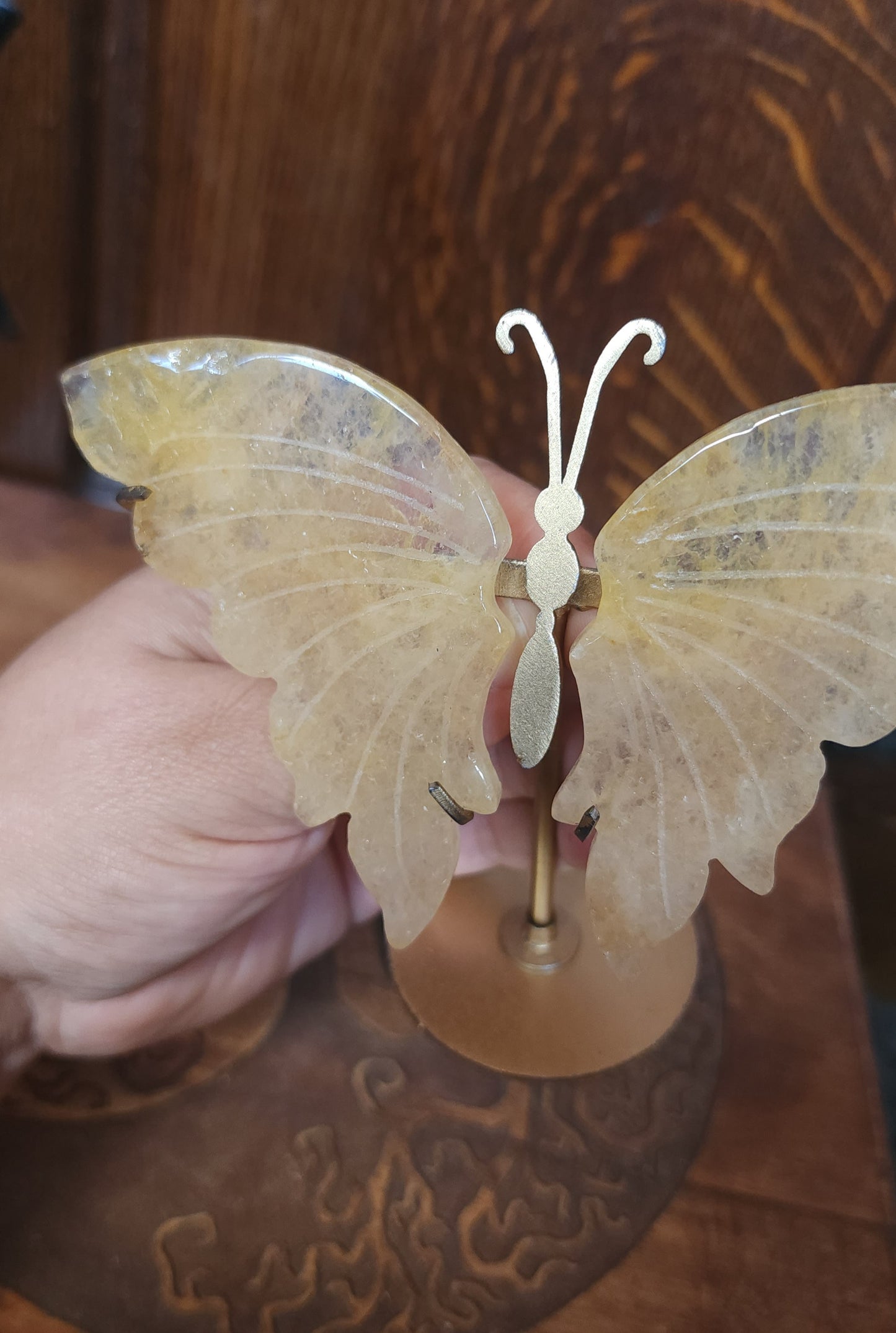 Golden Healer Butterfly