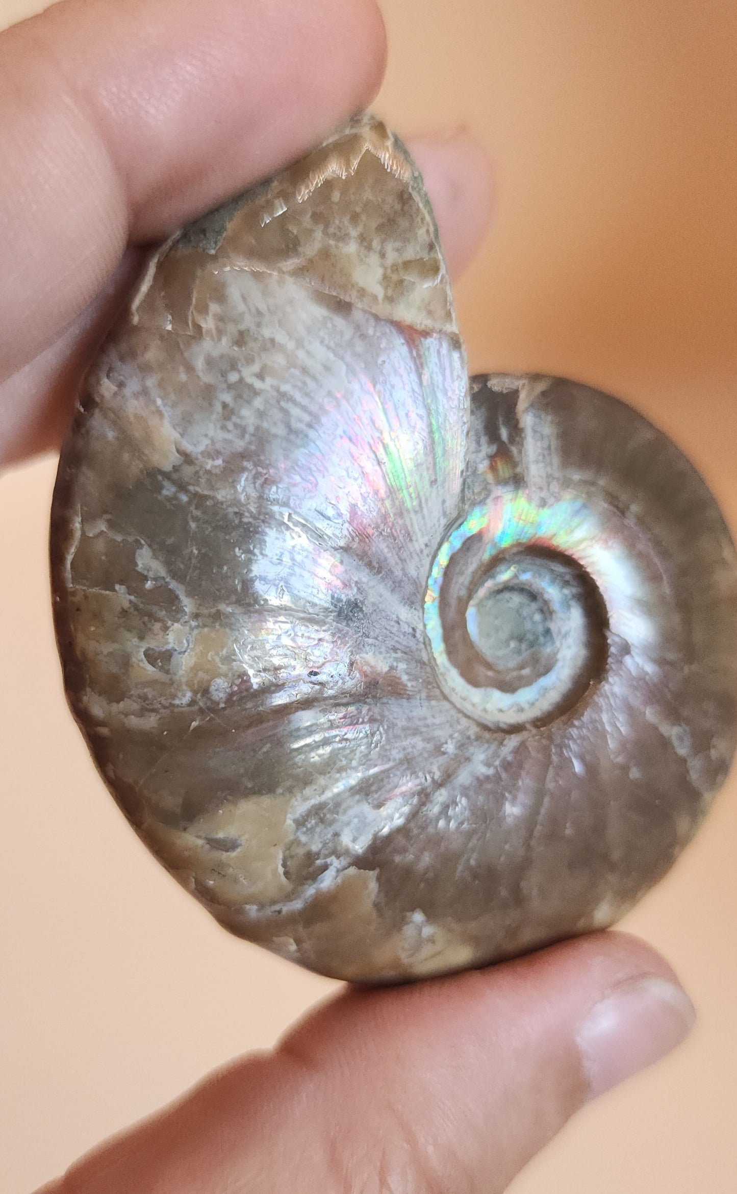 Iridescent Rainbow Ammonite Fossil