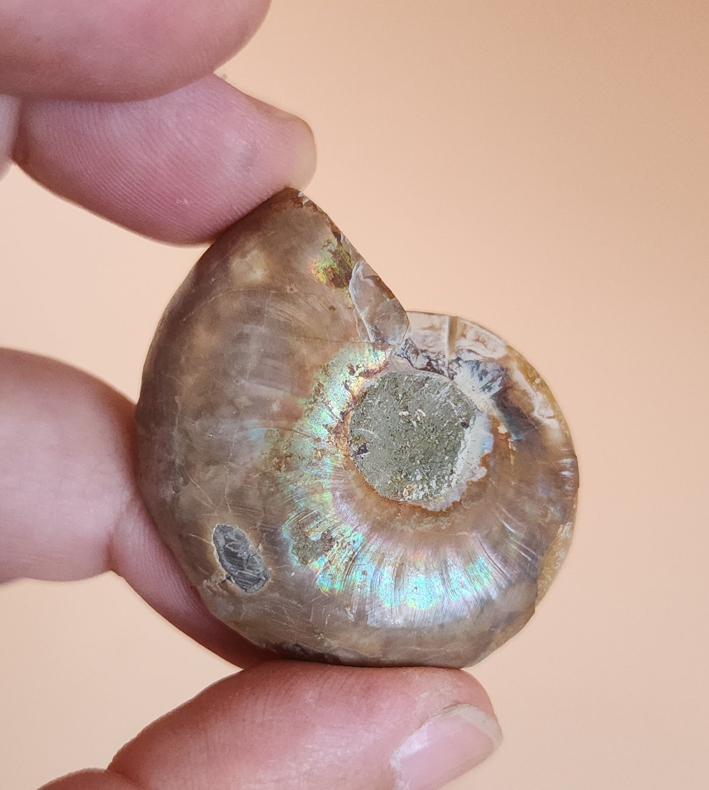 Iridescent Rainbow Ammonite Fossil Pair