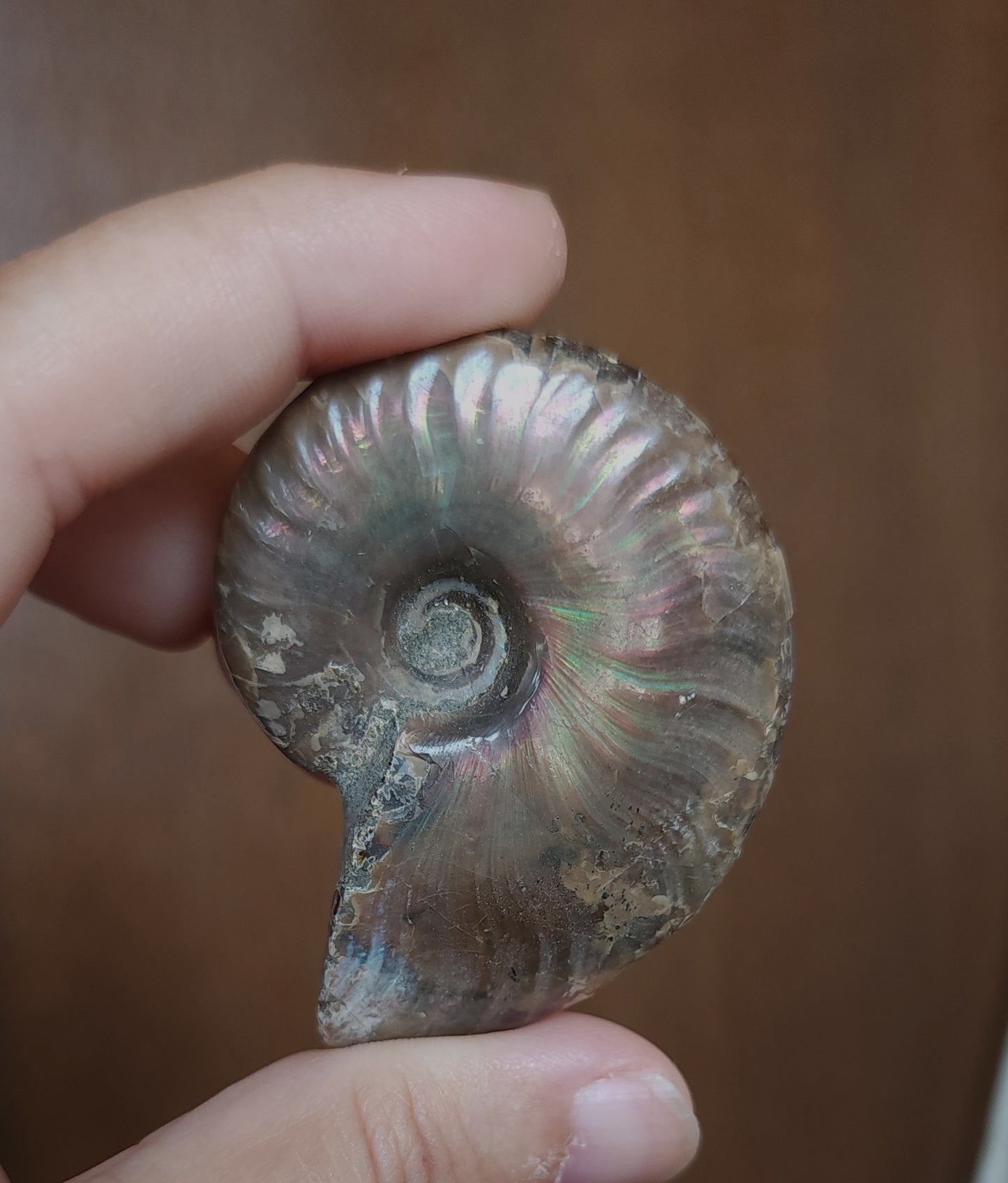 Iridescent Rainbow Ammonite Fossil