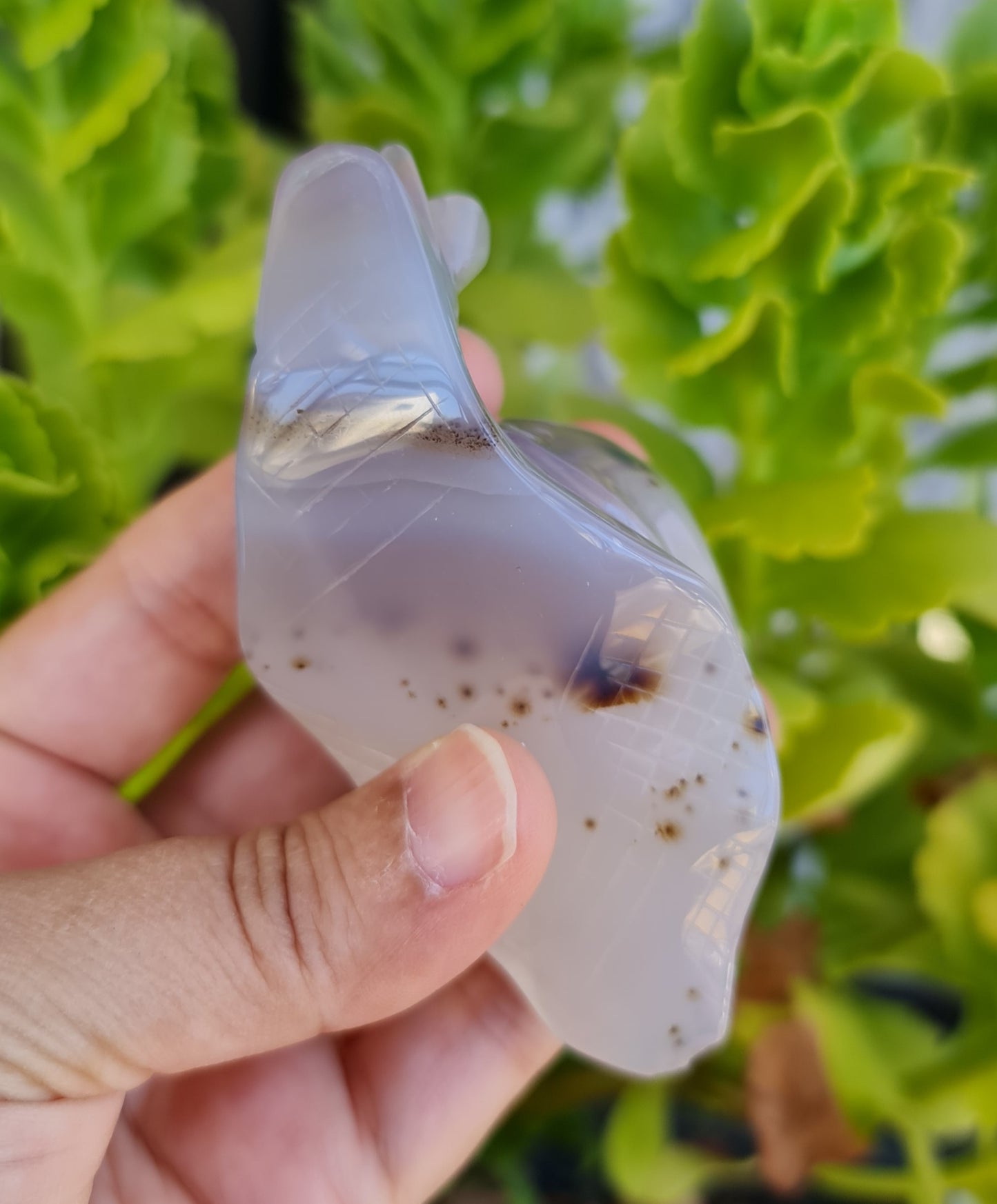 Agate Snail