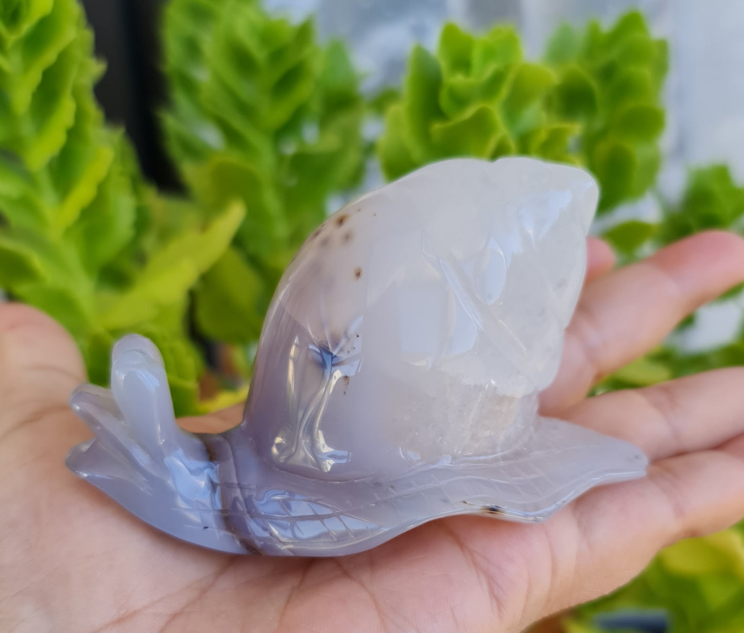 Agate Snail