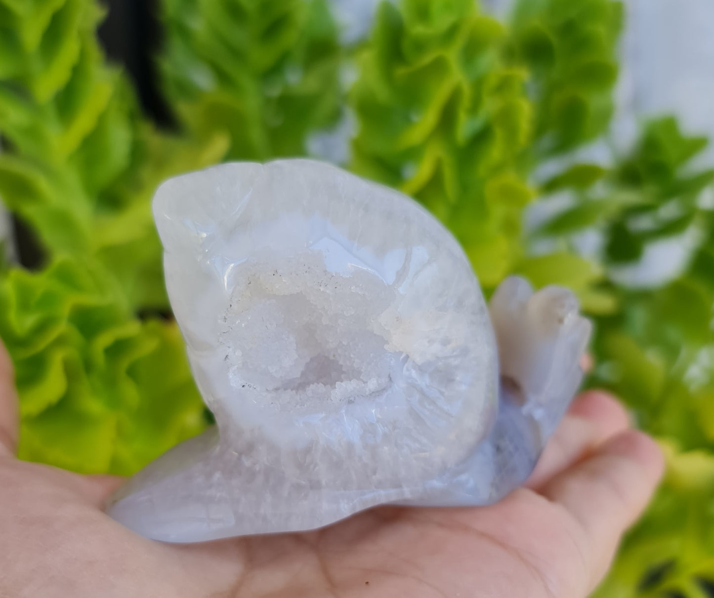 Agate Snail