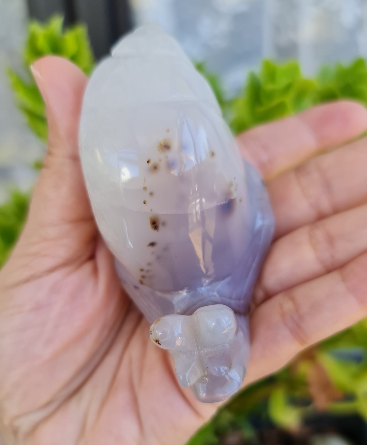 Agate Snail