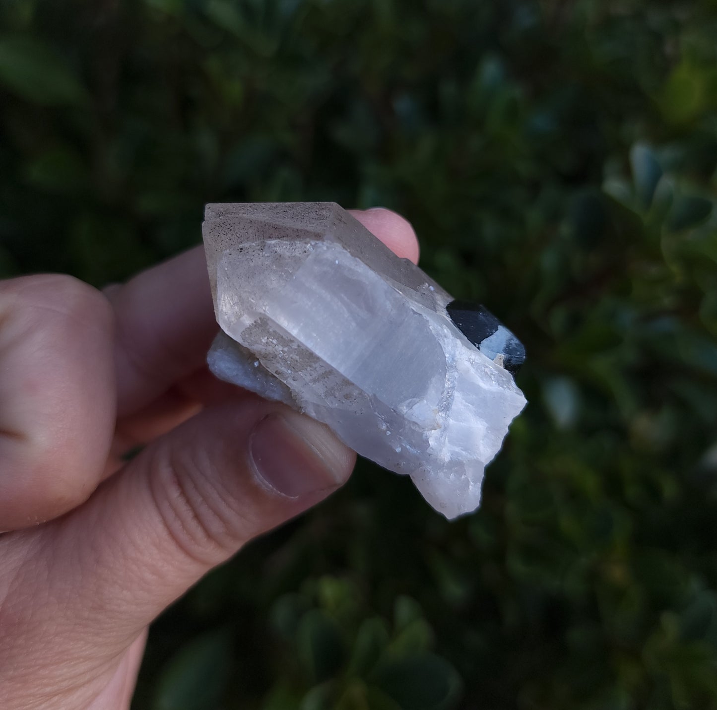 Blue Cap Tourmaline in Quartz with Cleavelandite