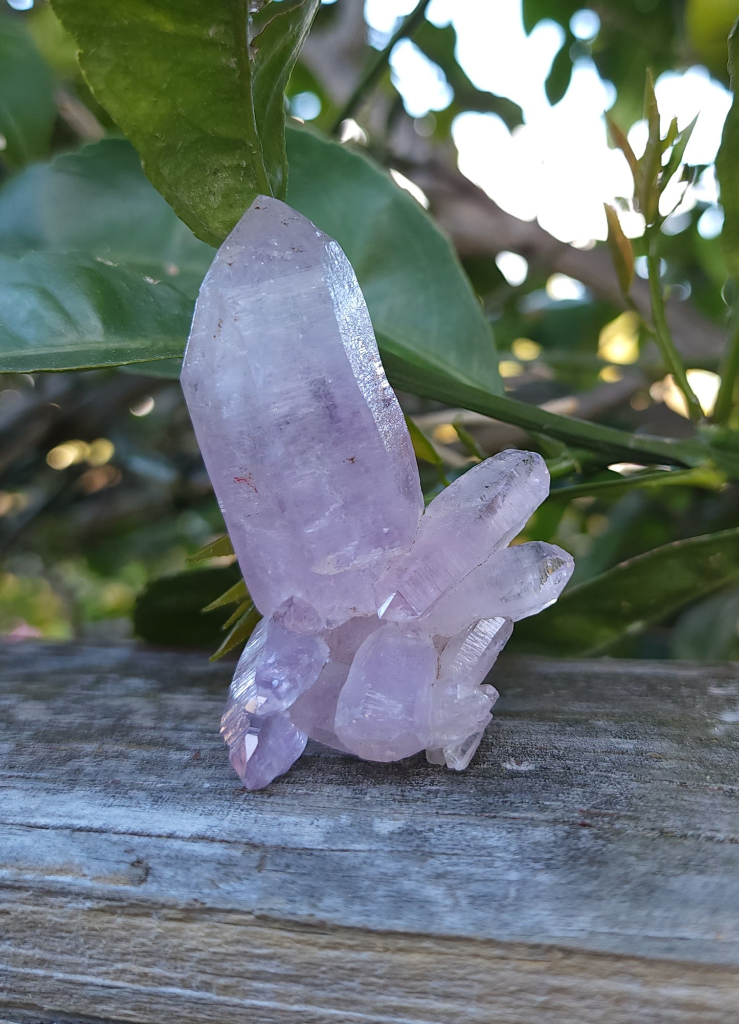 Vera Cruz Amethyst Specimen