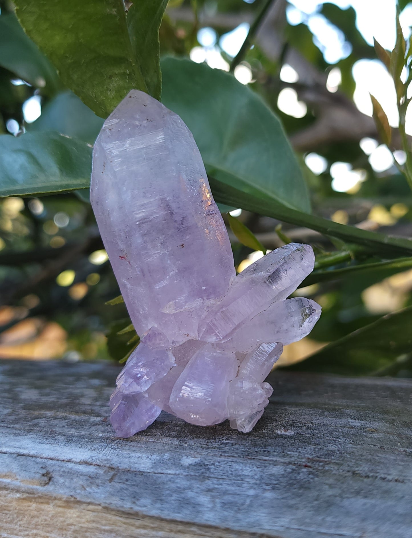 Vera Cruz Amethyst Specimen