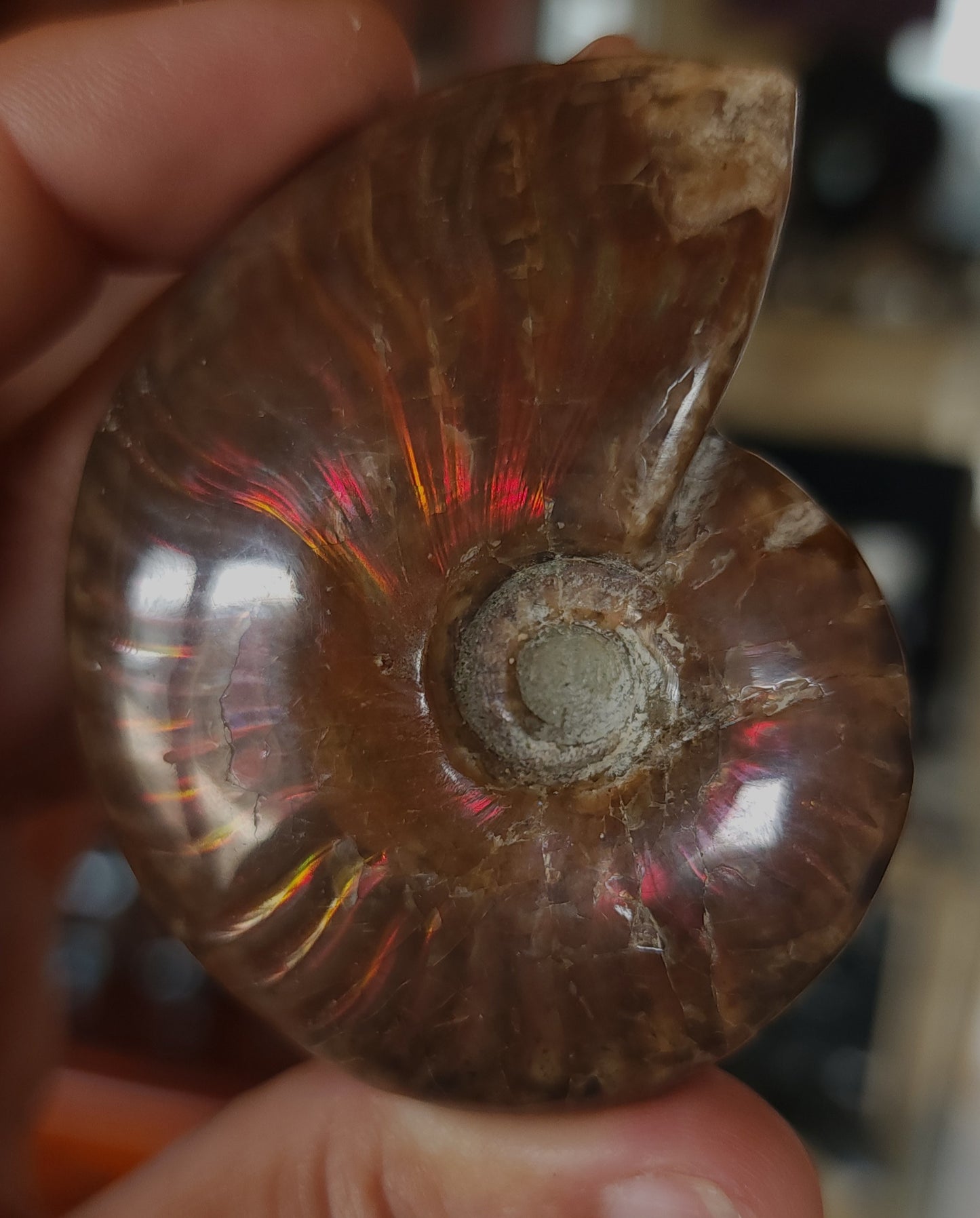 Iridescent Rainbow Ammonite Fossil
