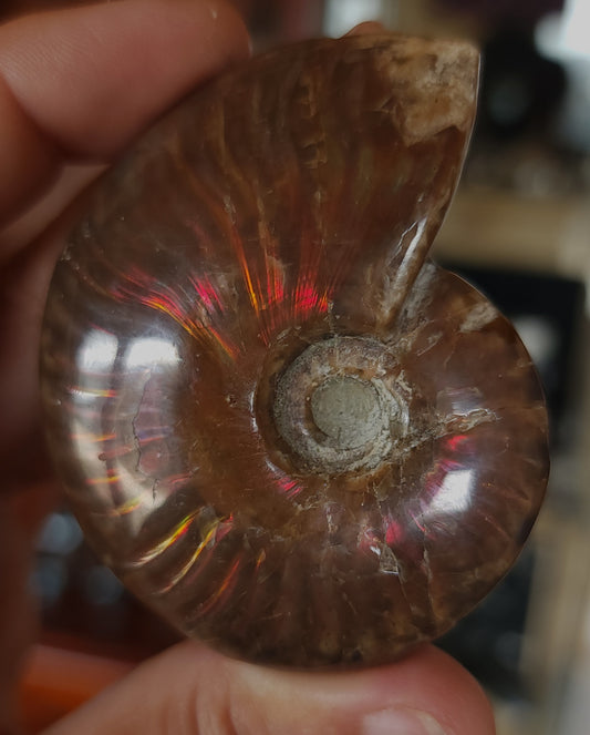 Iridescent Rainbow Ammonite Fossil
