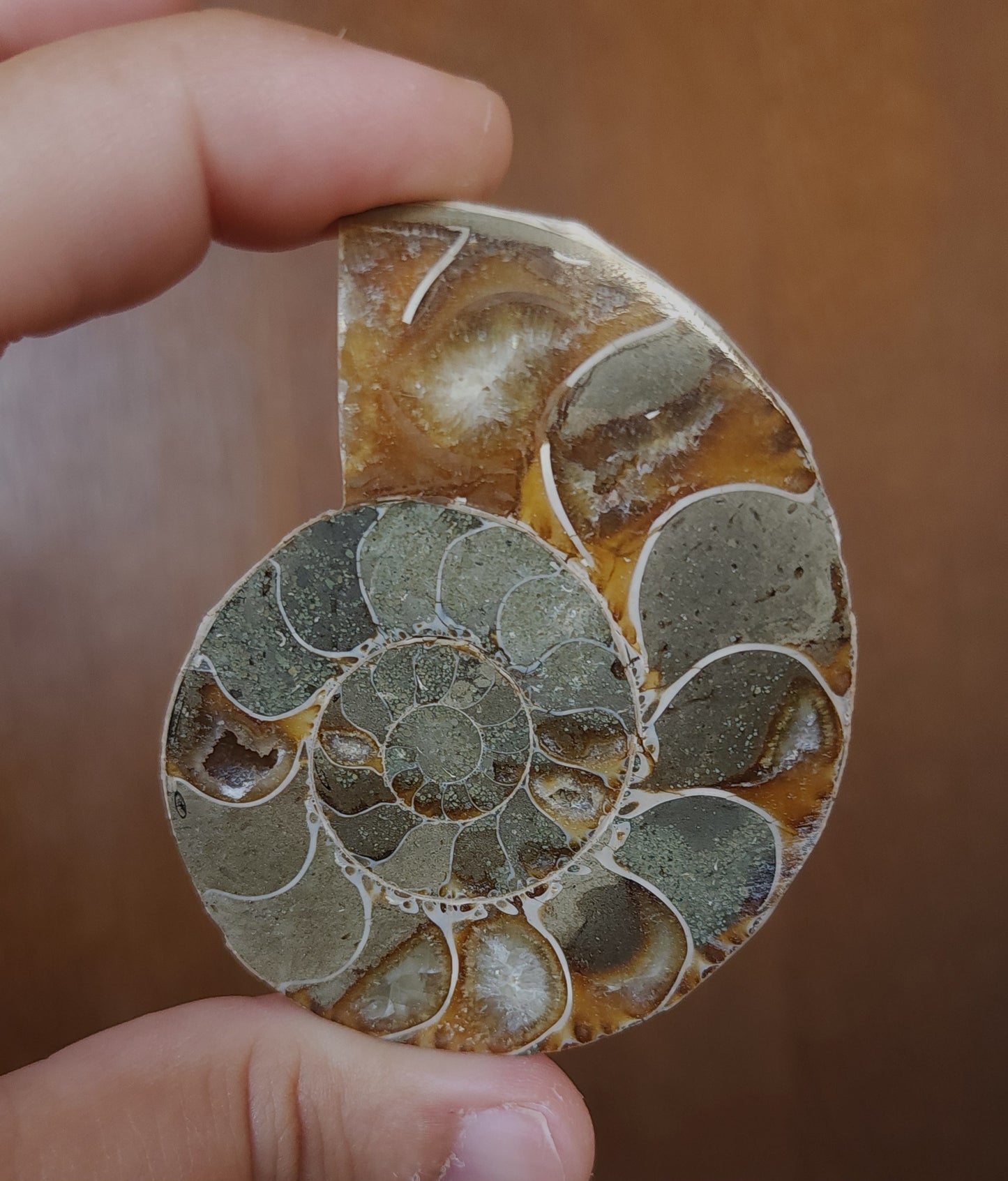Iridescent Rainbow Ammonite Fossil
