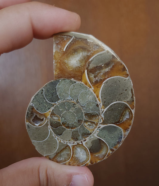 Iridescent Rainbow Ammonite Fossil