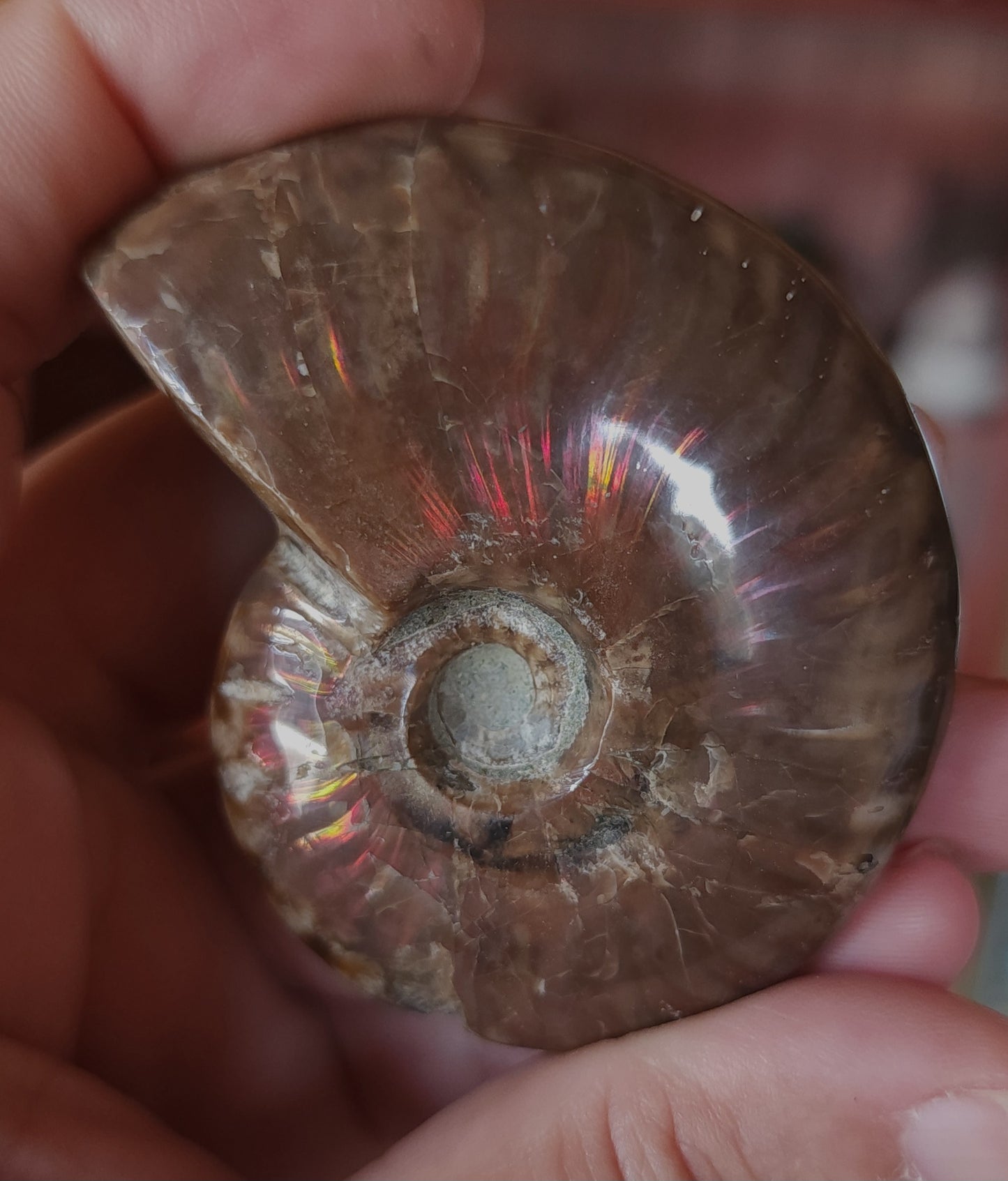 Iridescent Rainbow Ammonite Fossil