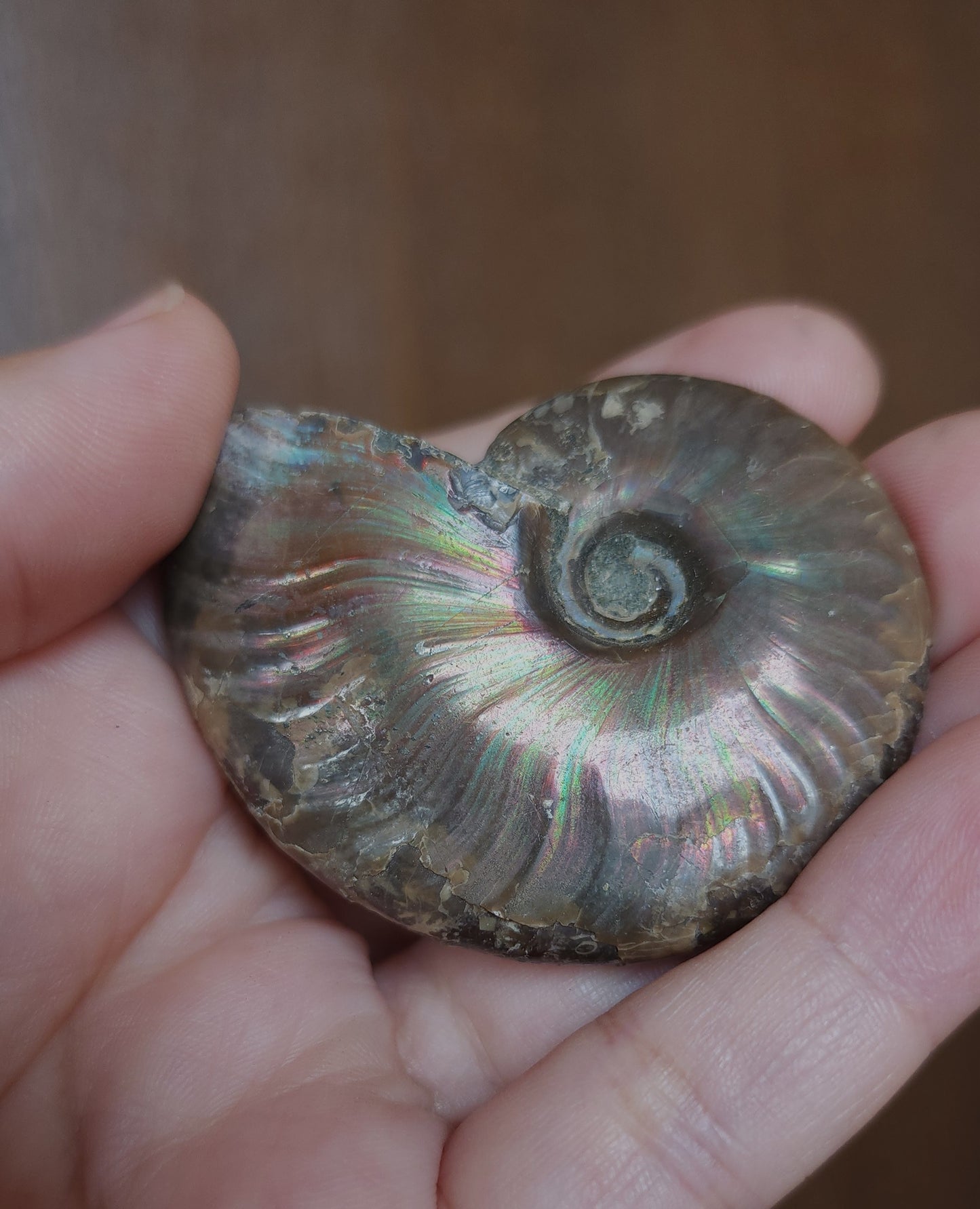 Iridescent Rainbow Ammonite Fossil