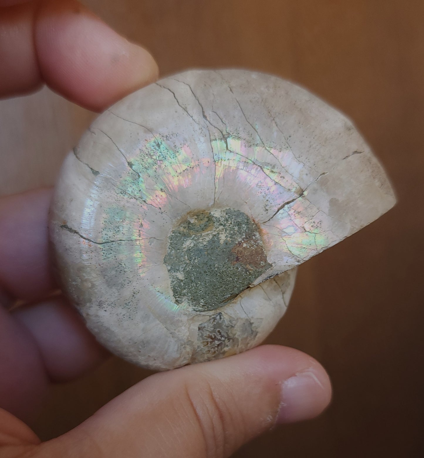 Iridescent Rainbow Ammonite Fossil