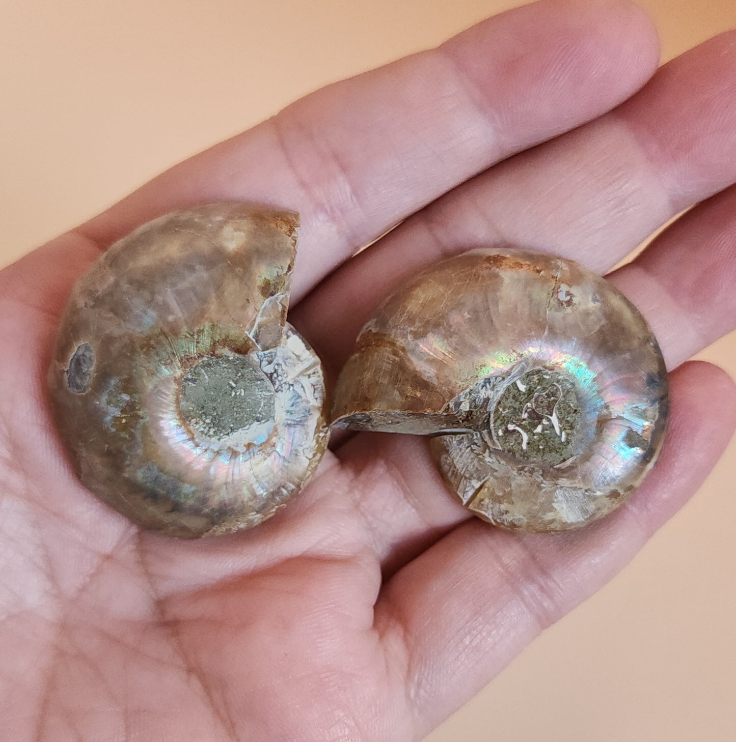 Iridescent Rainbow Ammonite Fossil Pair