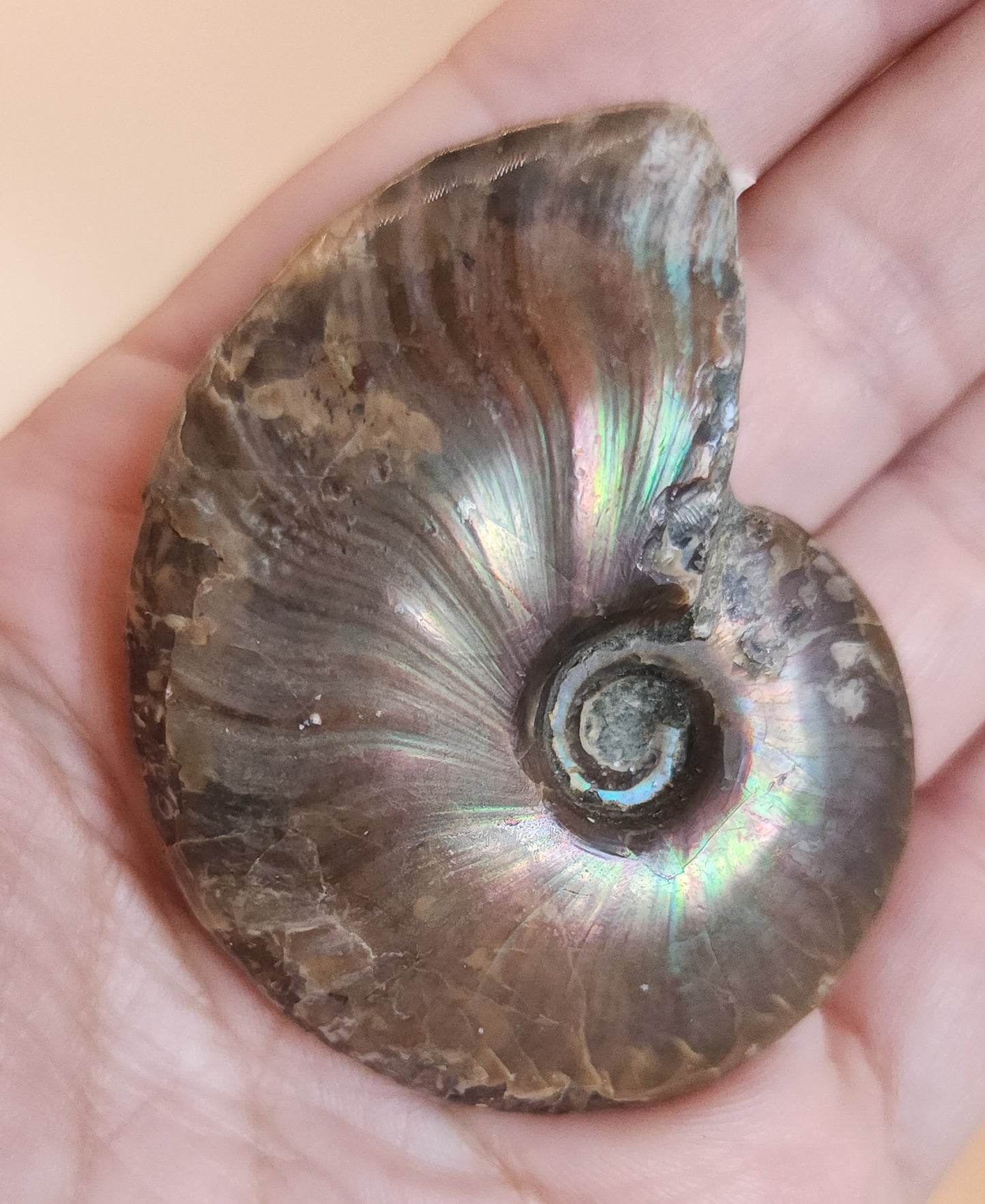 Iridescent Rainbow Ammonite Fossil