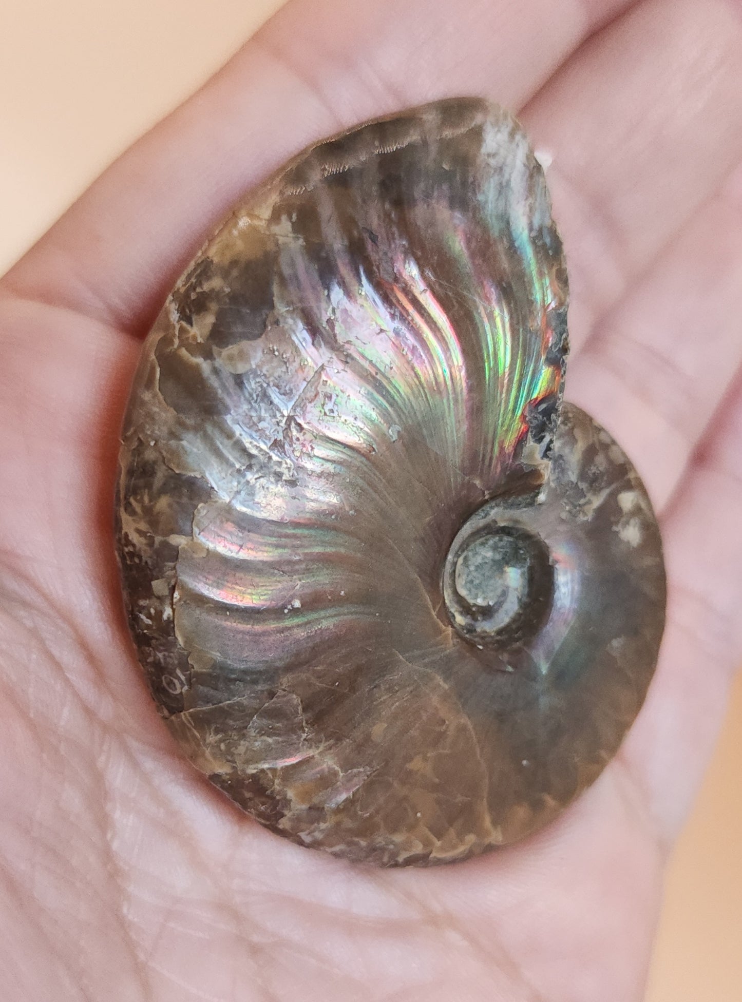 Iridescent Rainbow Ammonite Fossil