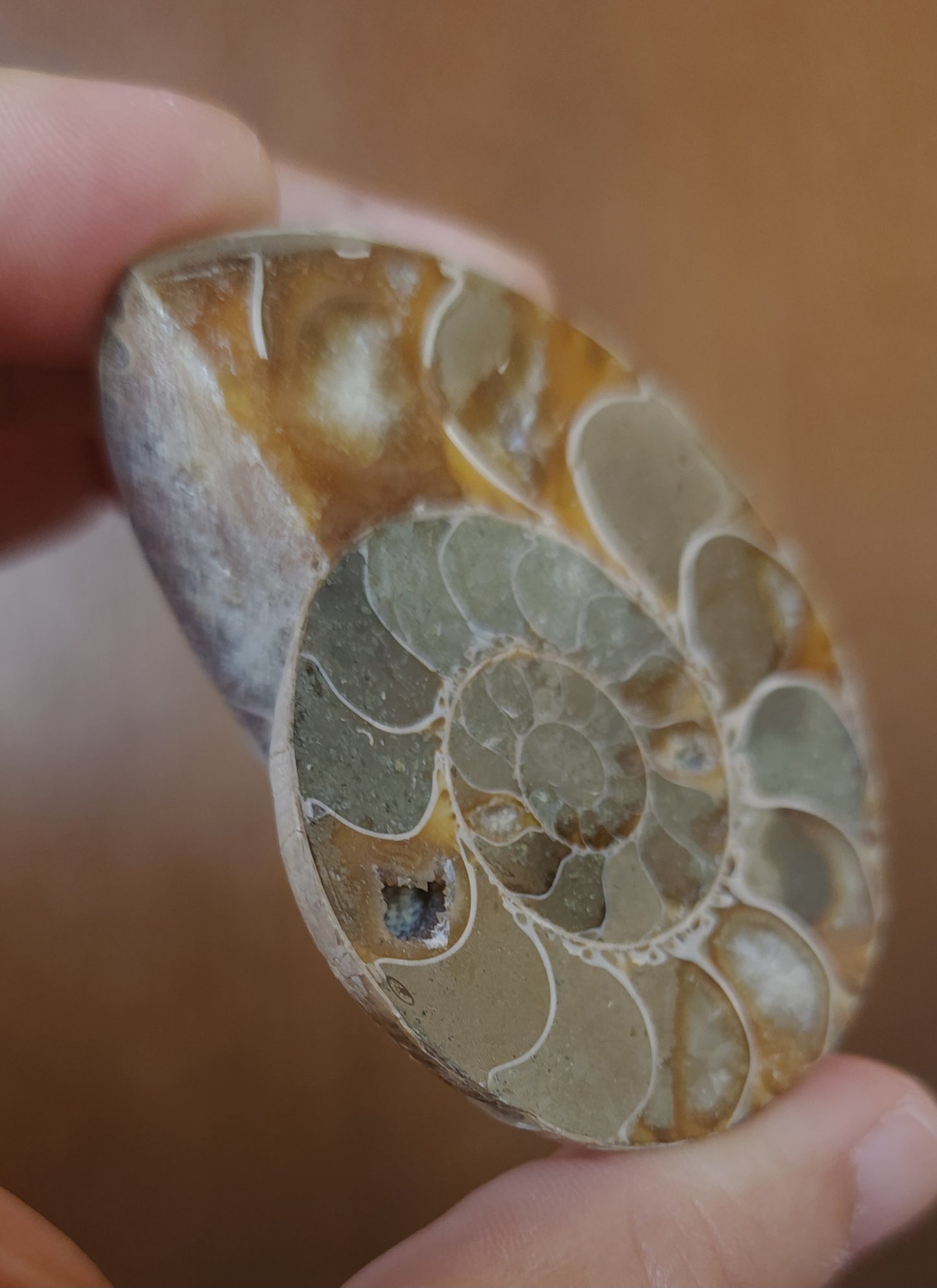 Iridescent Rainbow Ammonite Fossil