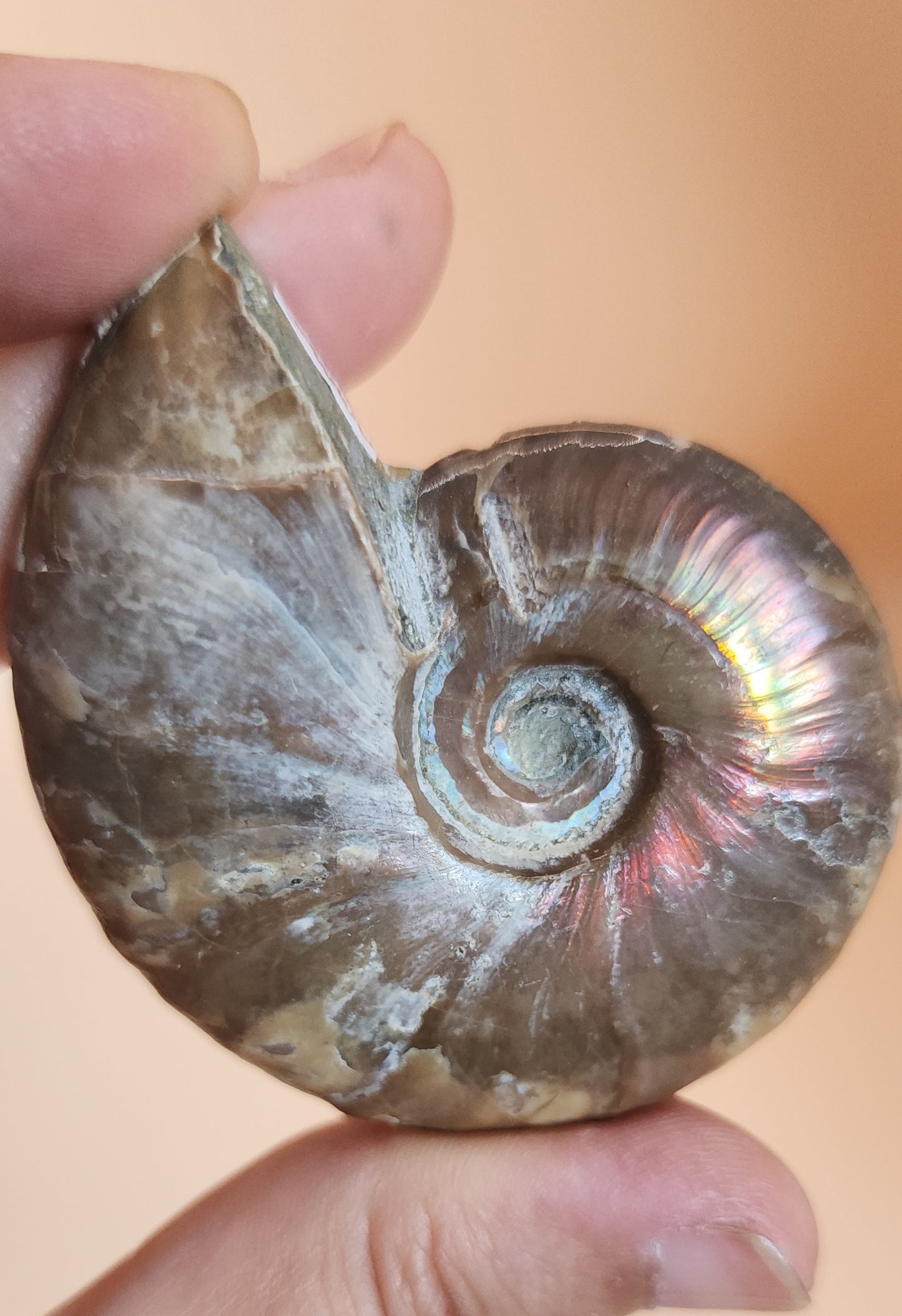 Iridescent Rainbow Ammonite Fossil