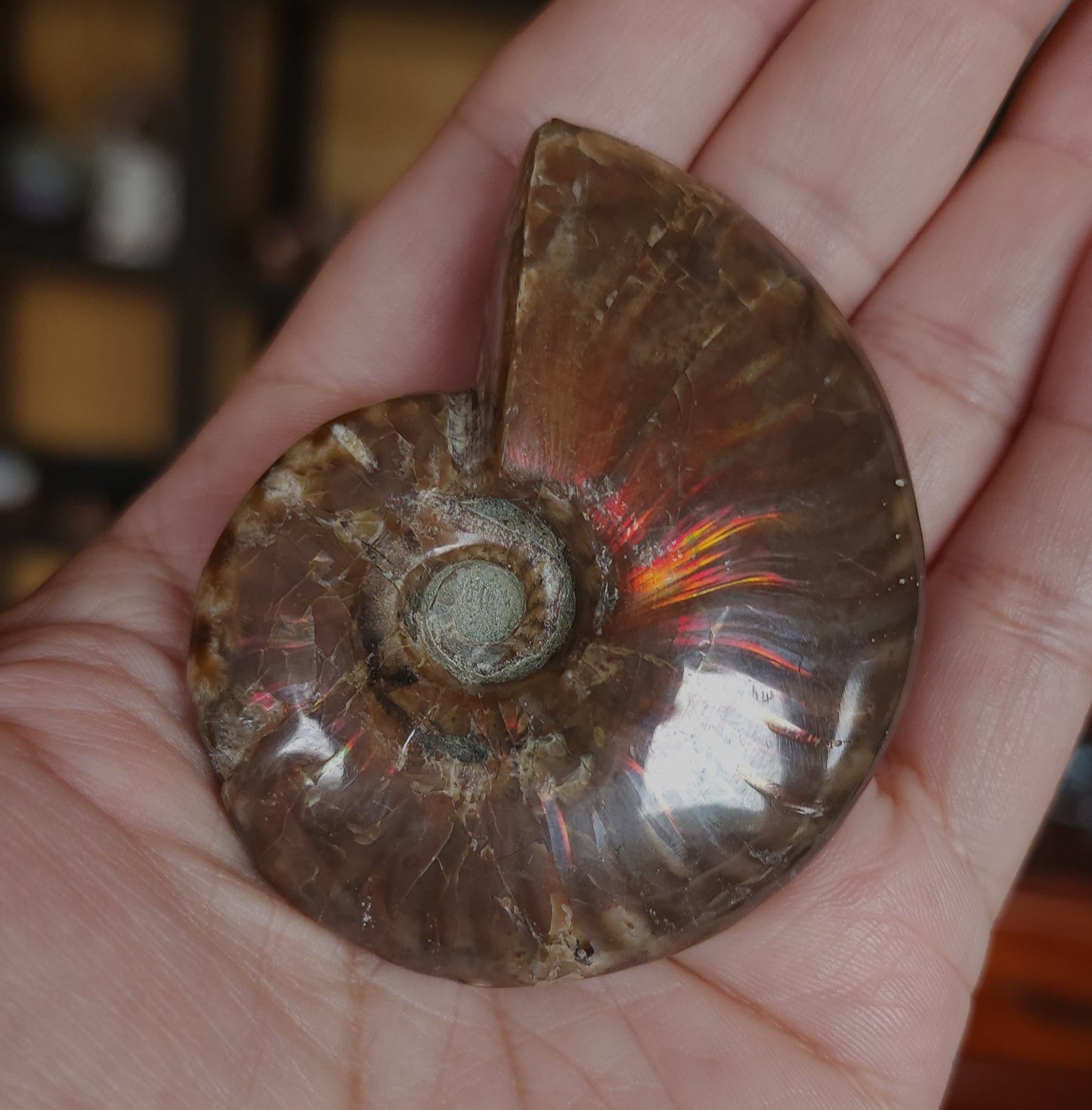 Iridescent Rainbow Ammonite Fossil
