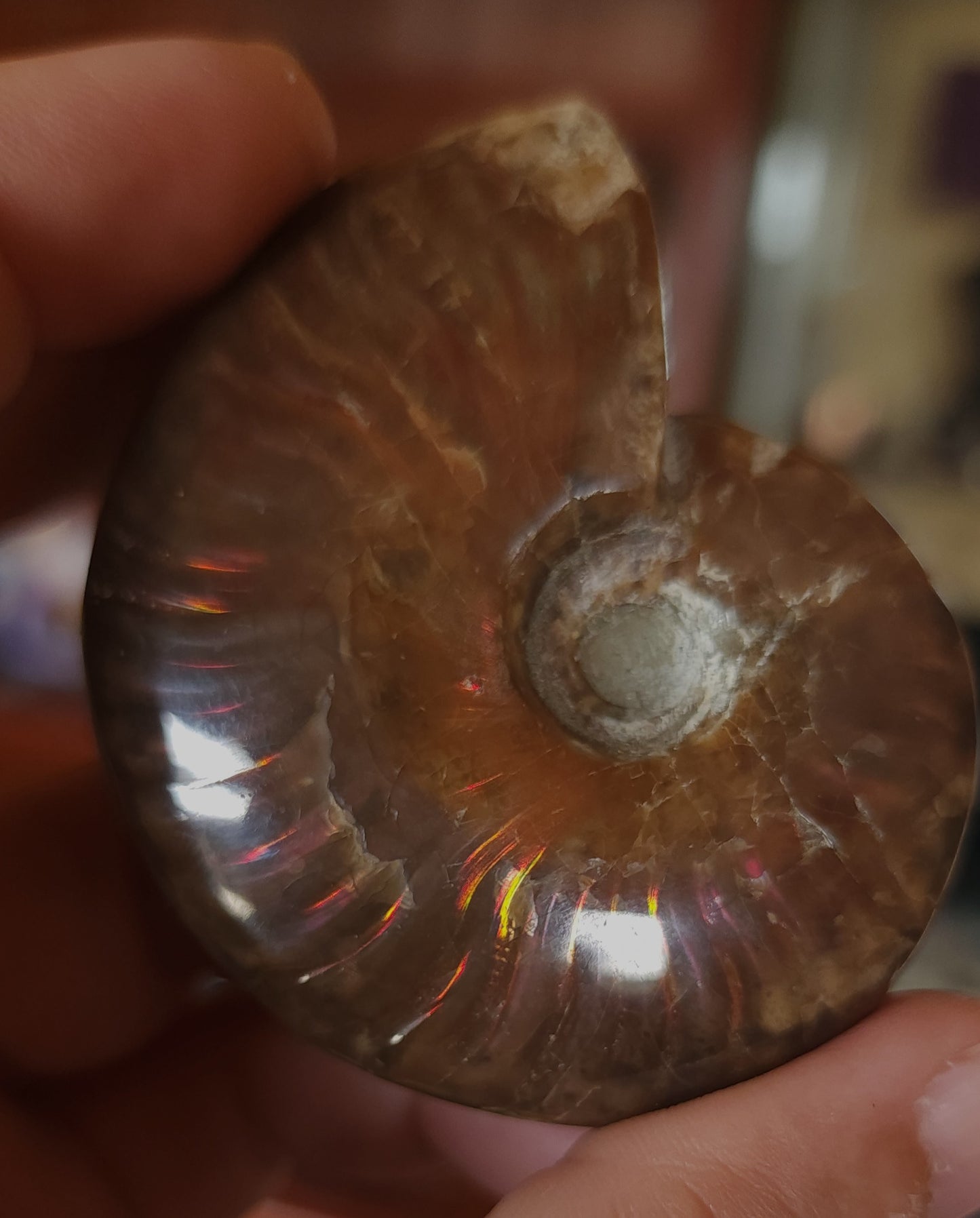 Iridescent Rainbow Ammonite Fossil