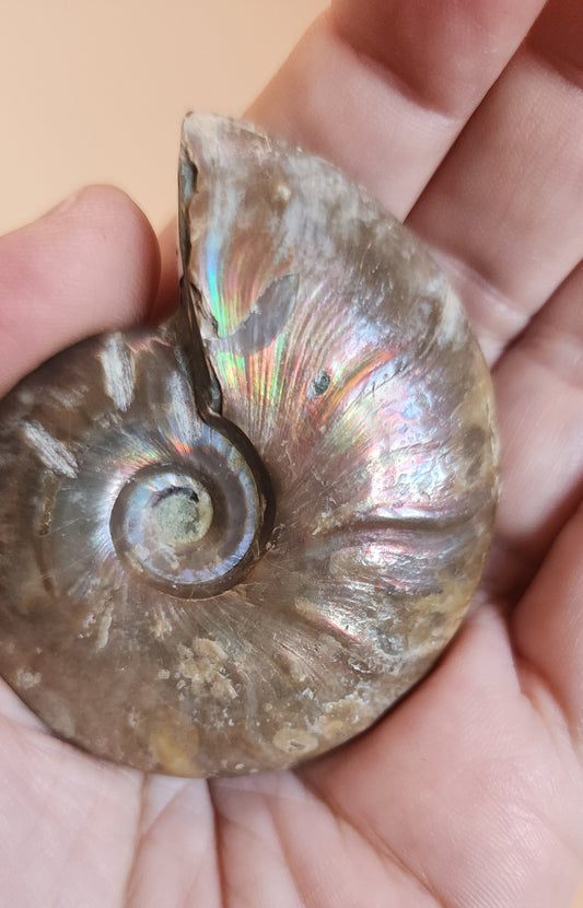 Iridescent Rainbow Ammonite Fossil