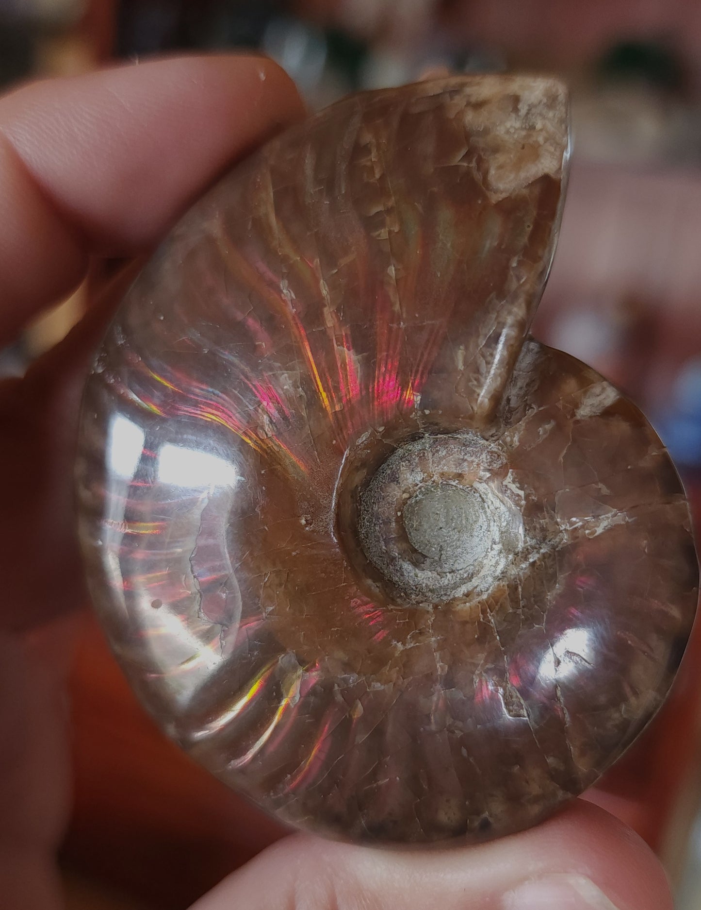 Iridescent Rainbow Ammonite Fossil
