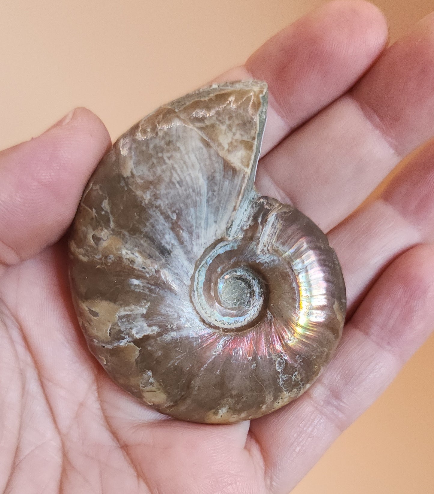 Iridescent Rainbow Ammonite Fossil