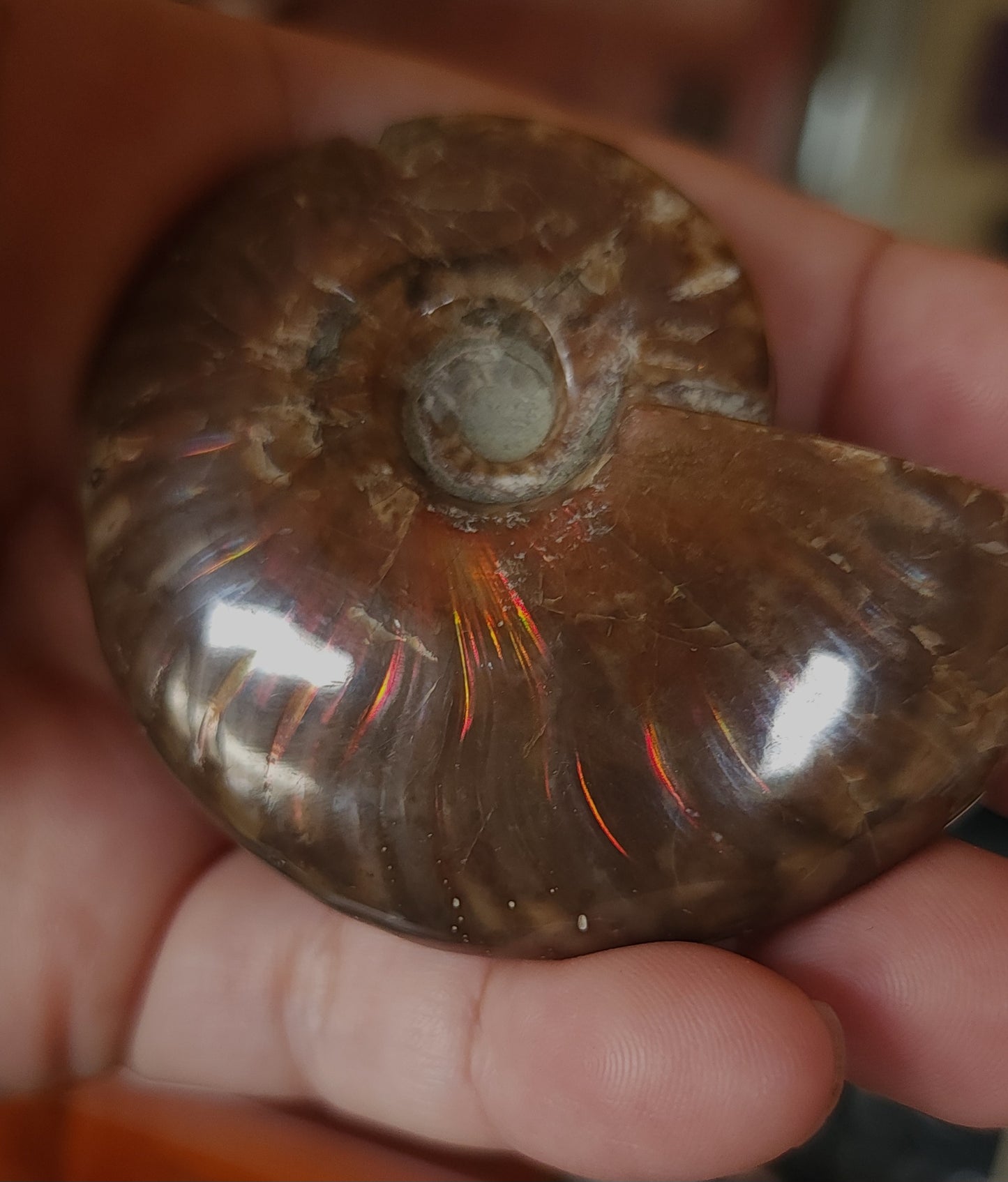 Iridescent Rainbow Ammonite Fossil