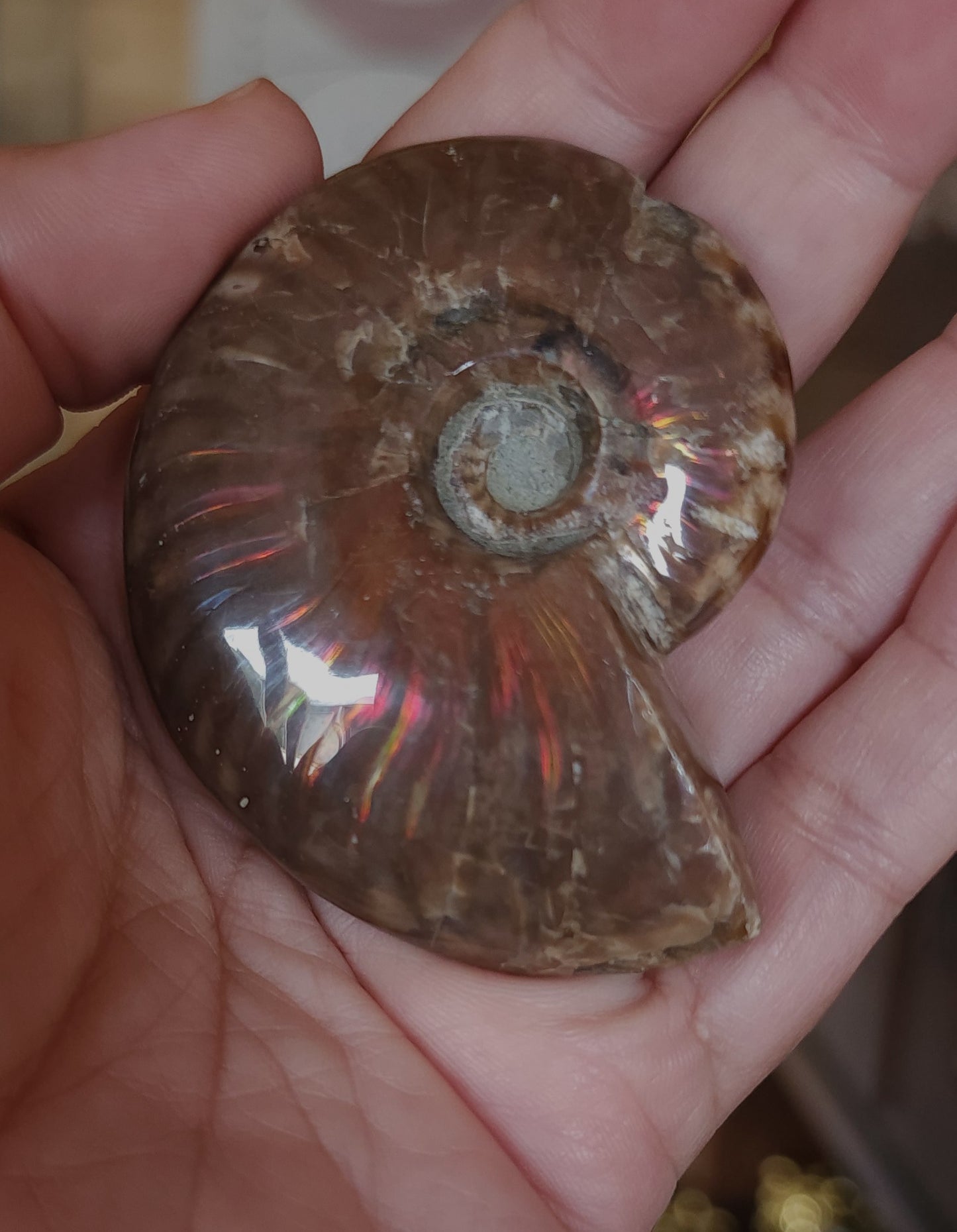 Iridescent Rainbow Ammonite Fossil