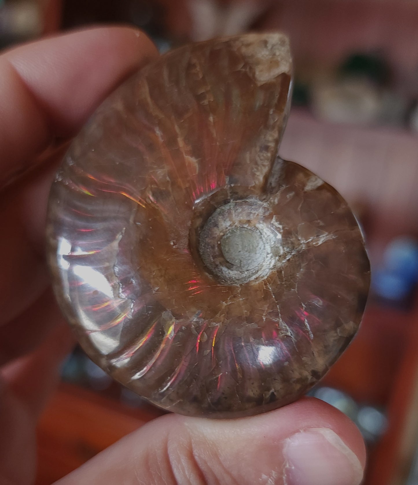 Iridescent Rainbow Ammonite Fossil
