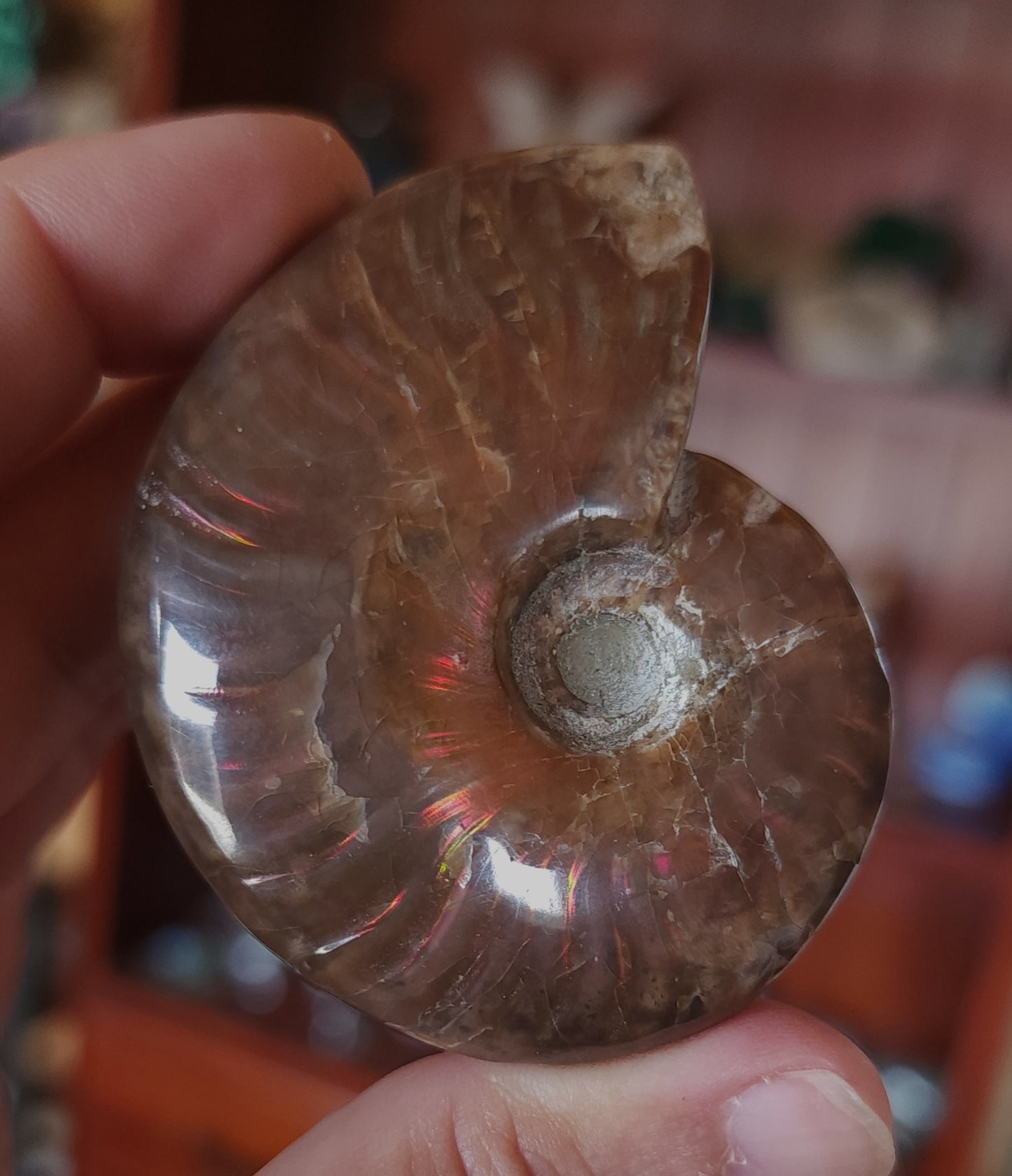 Iridescent Rainbow Ammonite Fossil