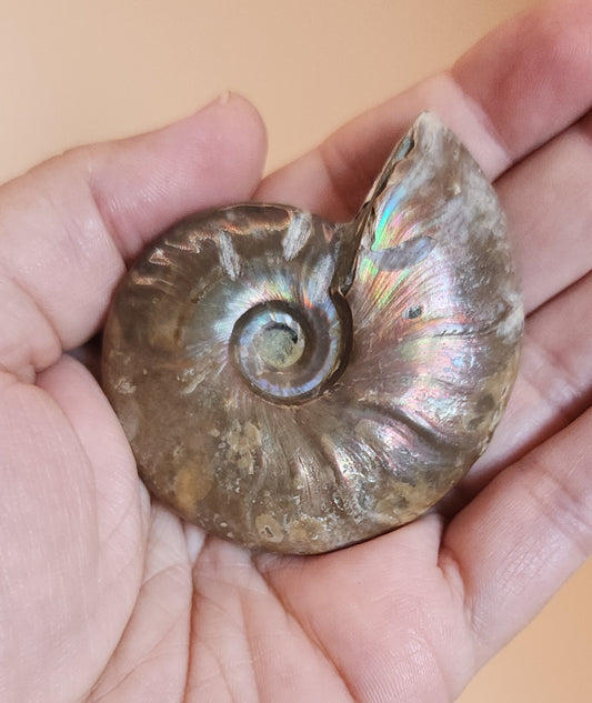 Iridescent Rainbow Ammonite Fossil