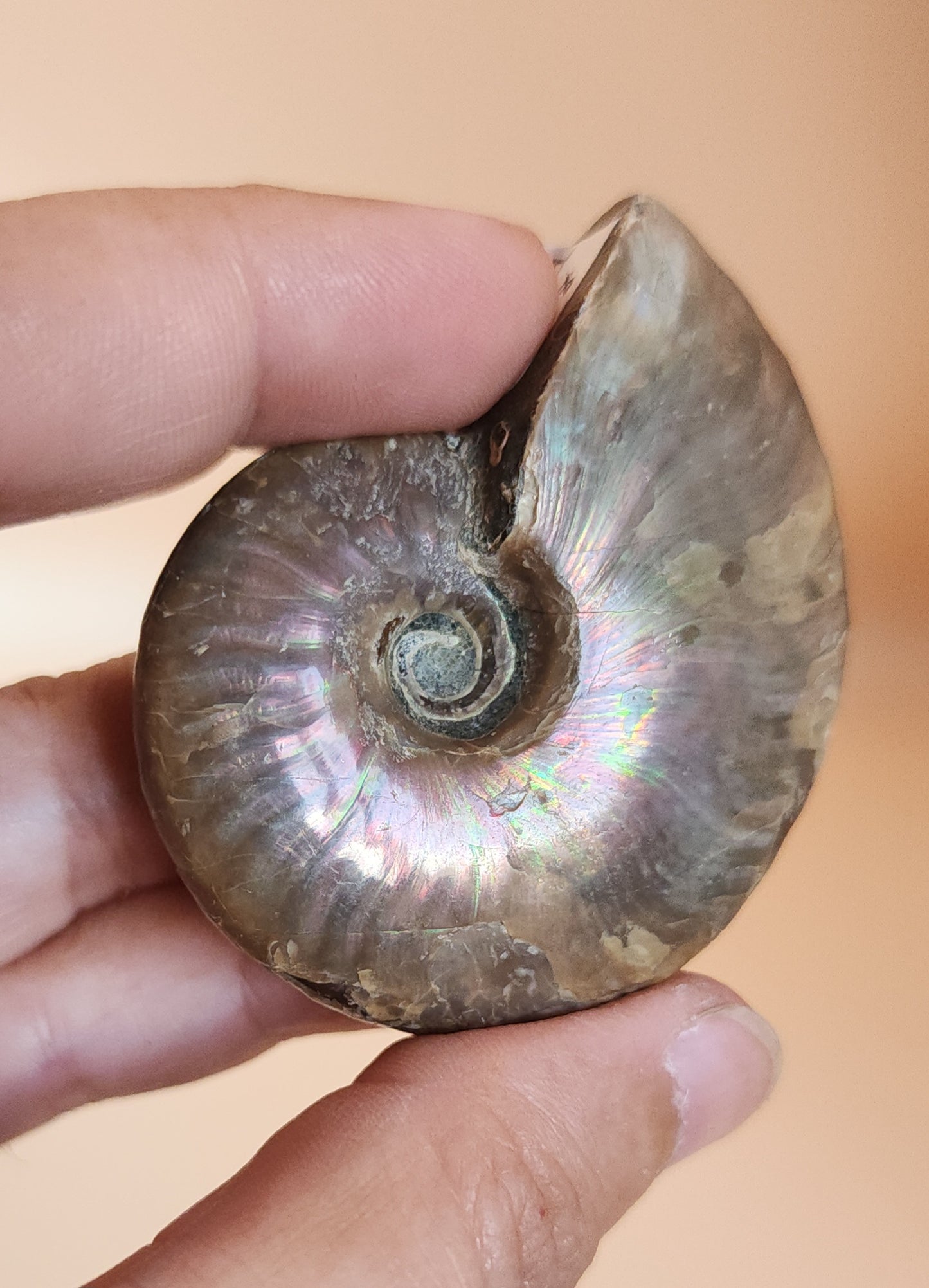 Iridescent Rainbow Ammonite Fossil