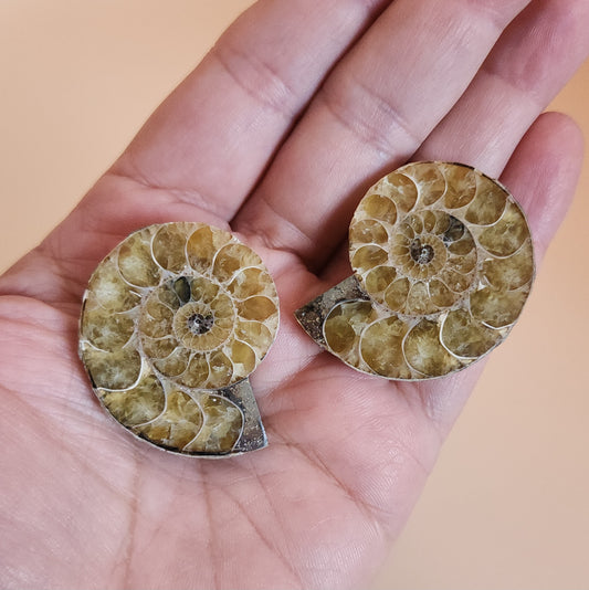 Iridescent Rainbow Ammonite Fossil Pair