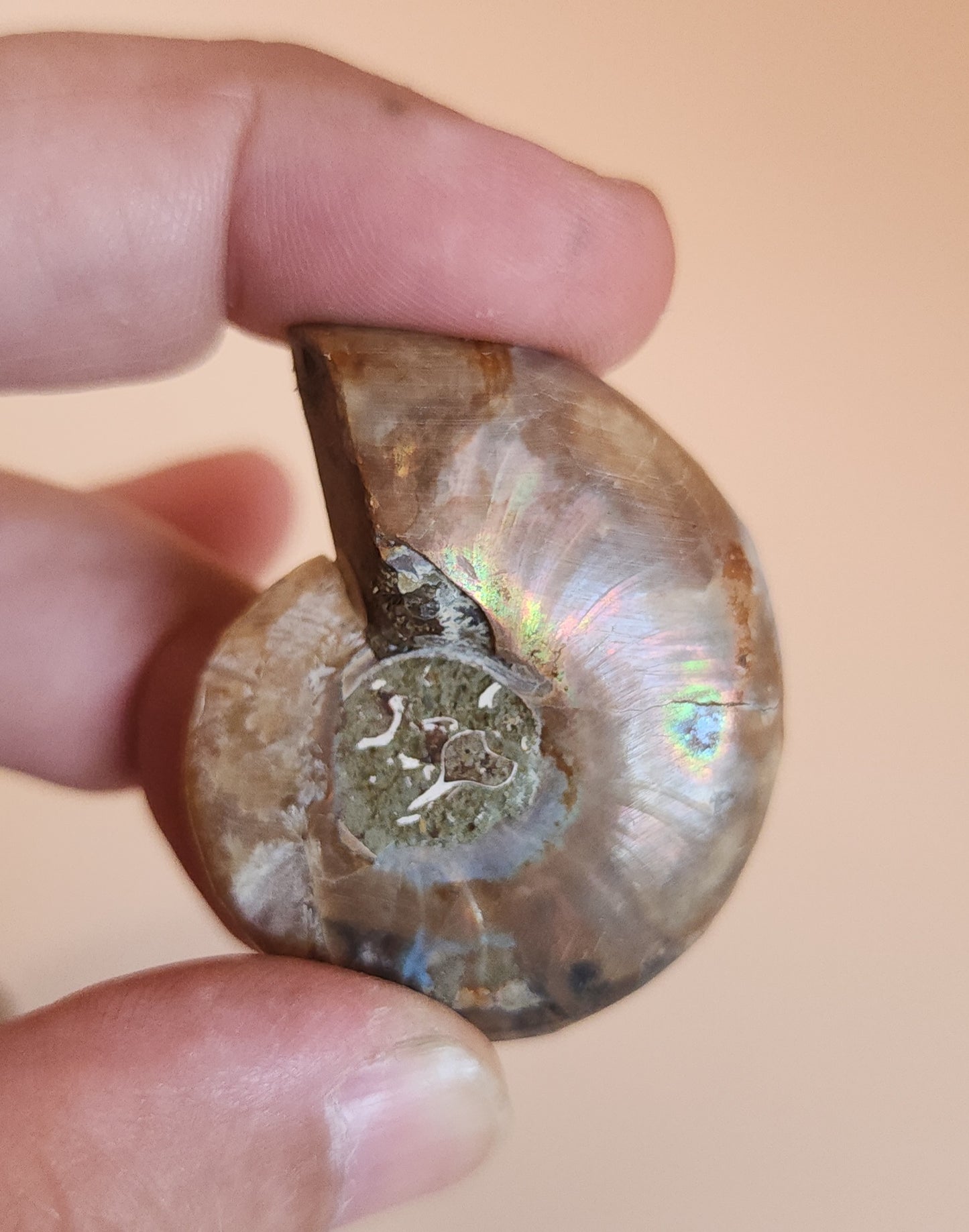 Iridescent Rainbow Ammonite Fossil Pair