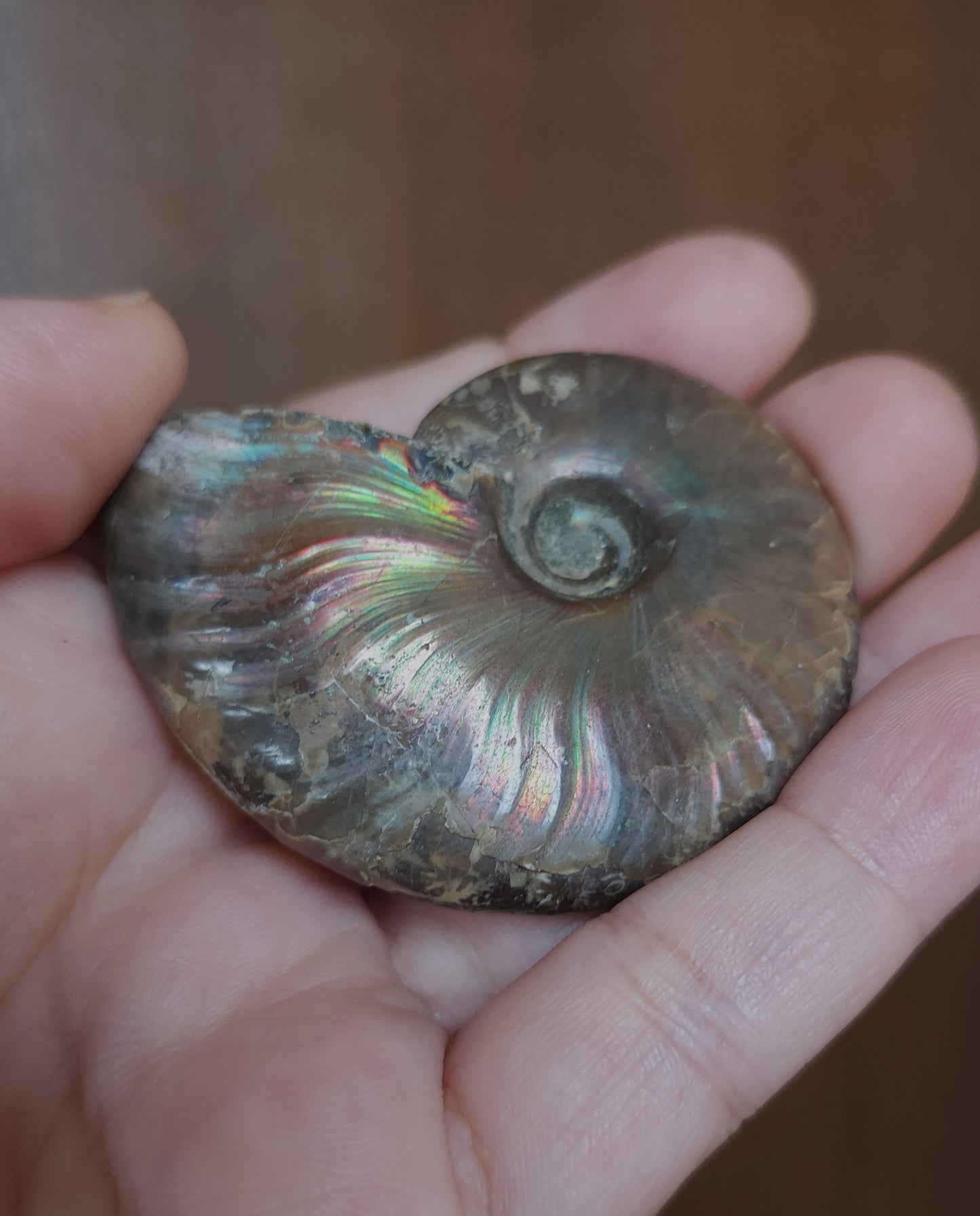 Iridescent Rainbow Ammonite Fossil