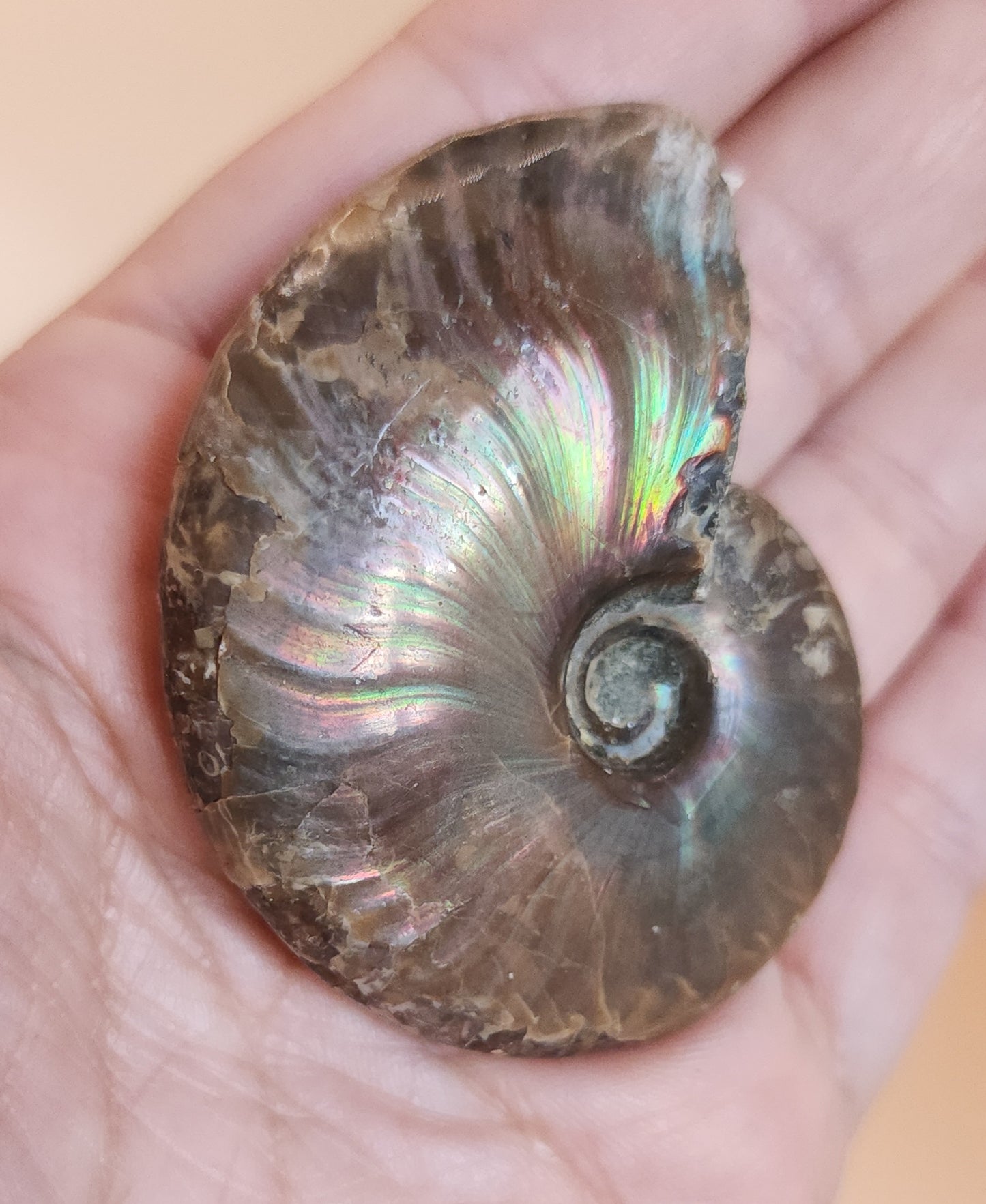 Iridescent Rainbow Ammonite Fossil