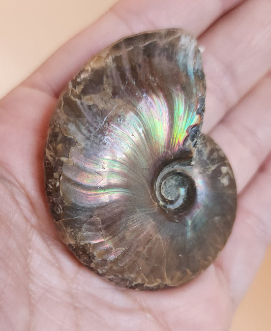Iridescent Rainbow Ammonite Fossil
