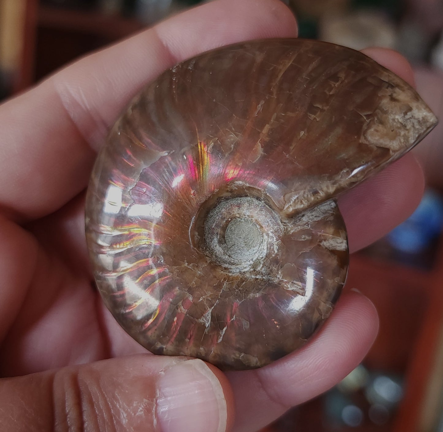 Iridescent Rainbow Ammonite Fossil