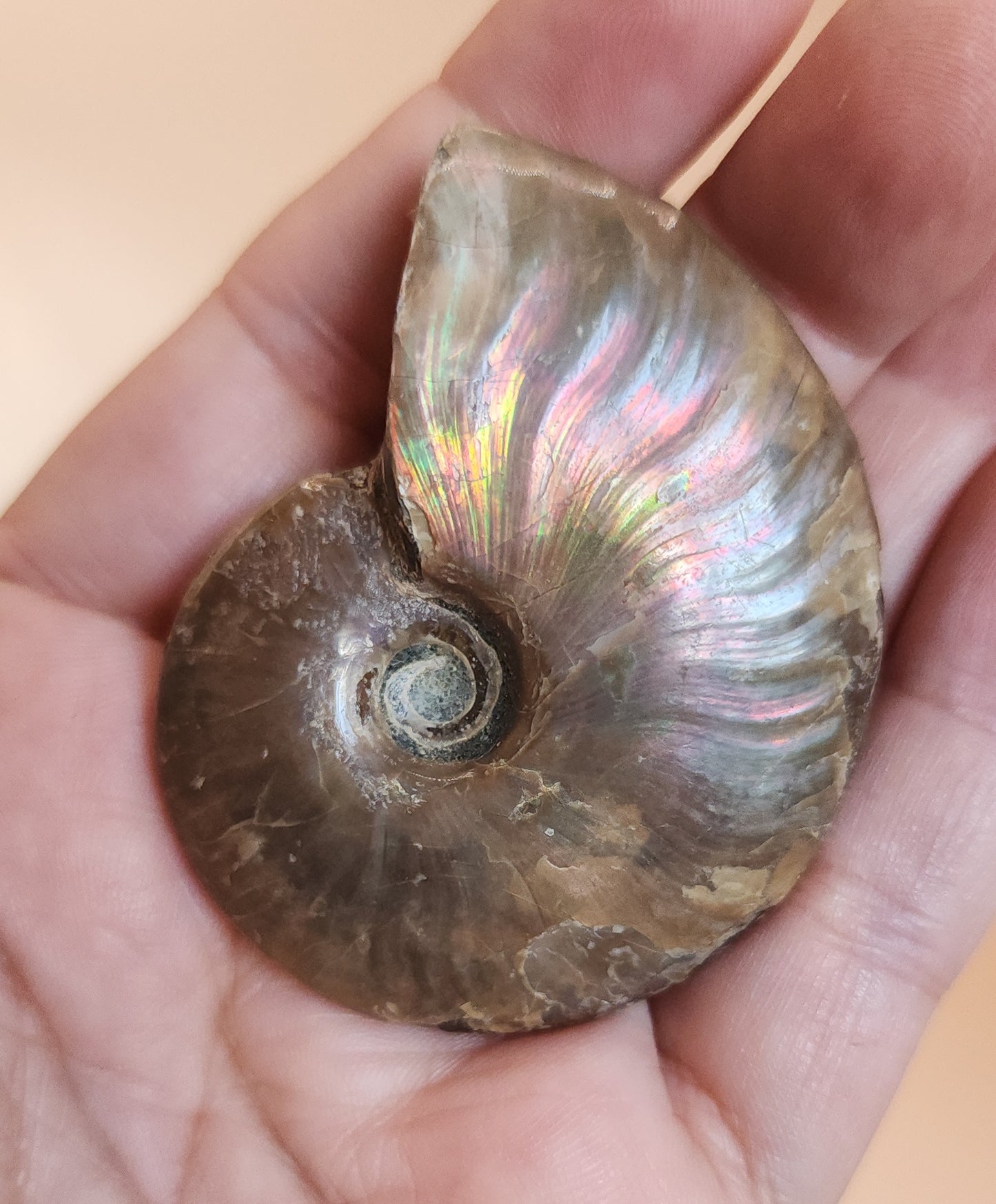 Iridescent Rainbow Ammonite Fossil