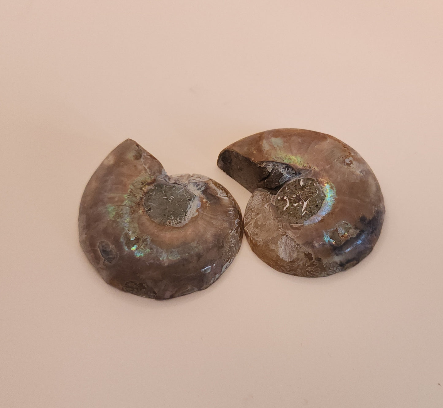 Iridescent Rainbow Ammonite Fossil Pair
