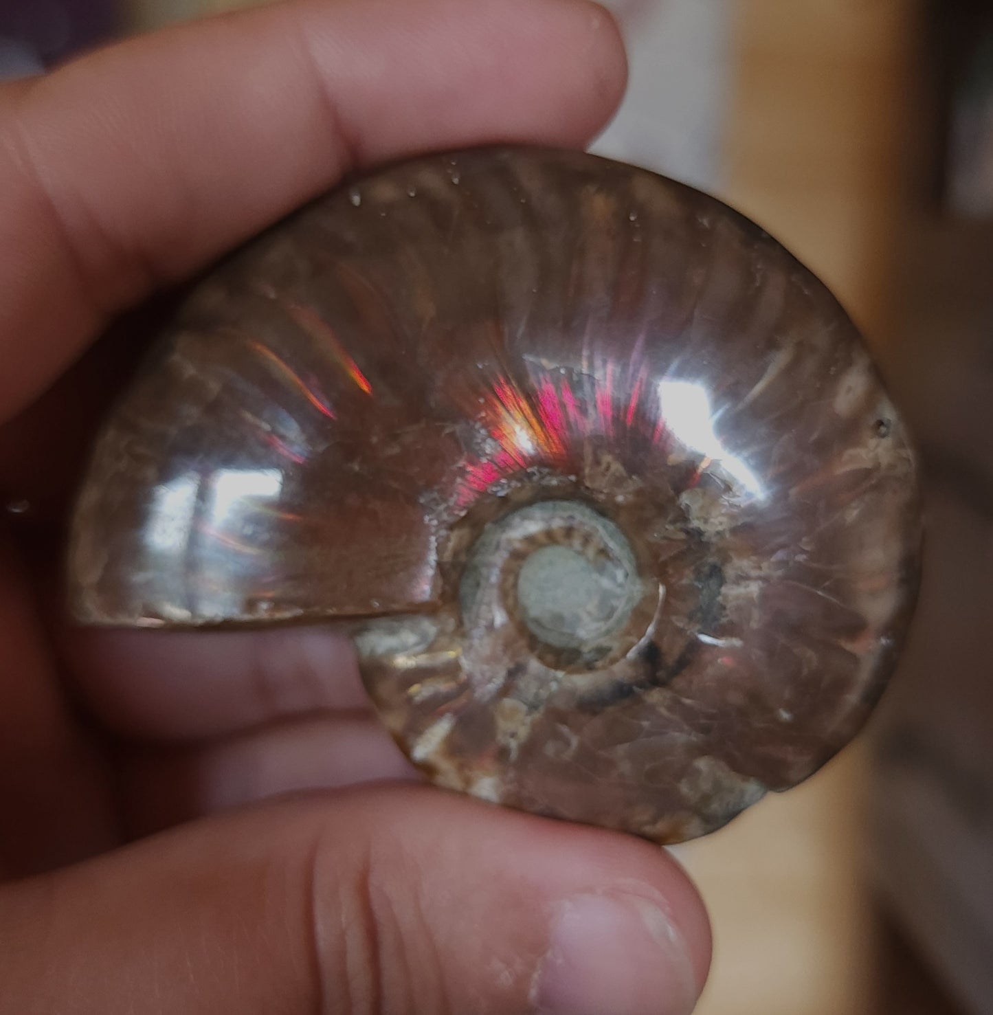 Iridescent Rainbow Ammonite Fossil