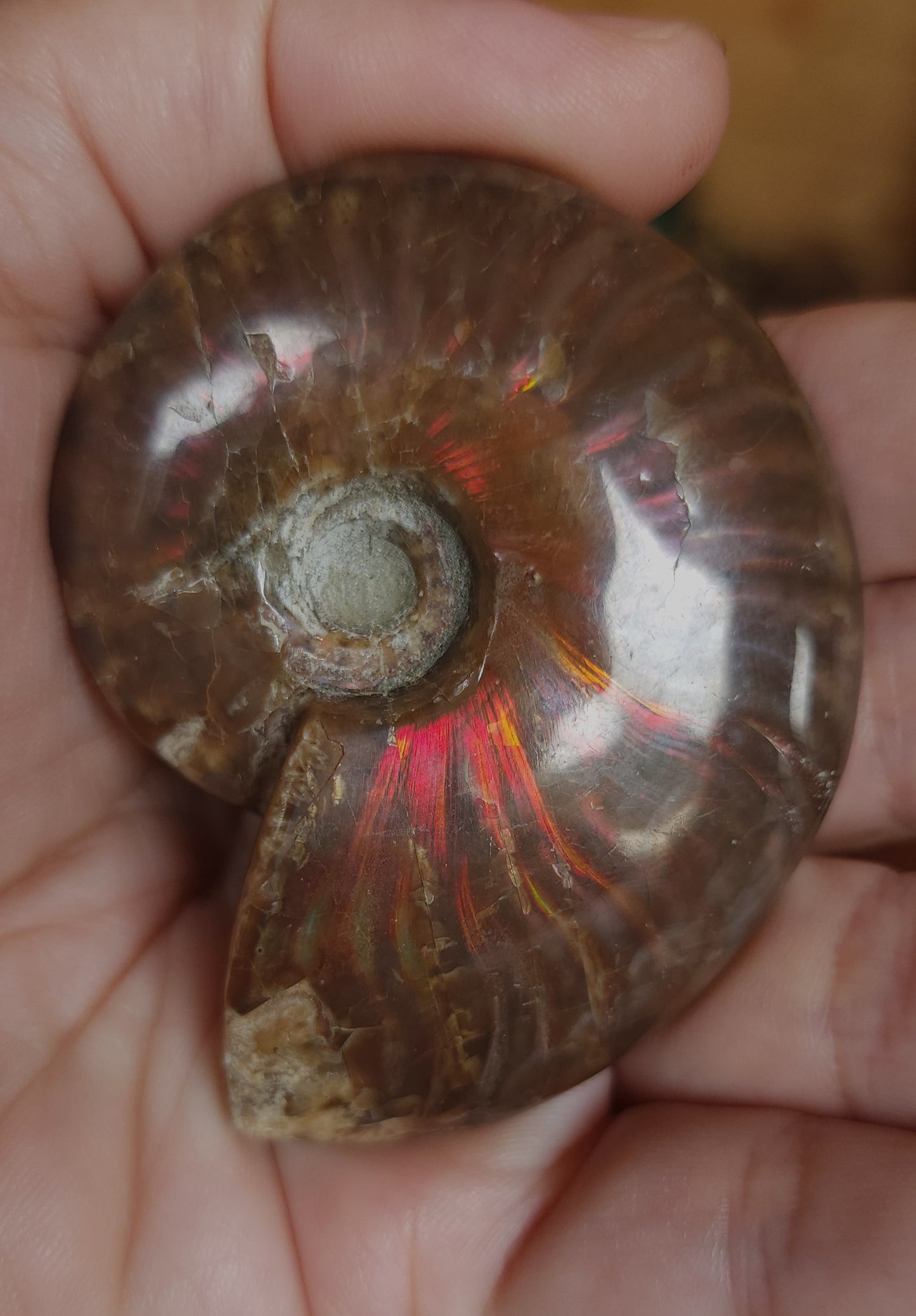 Iridescent Rainbow Ammonite Fossil
