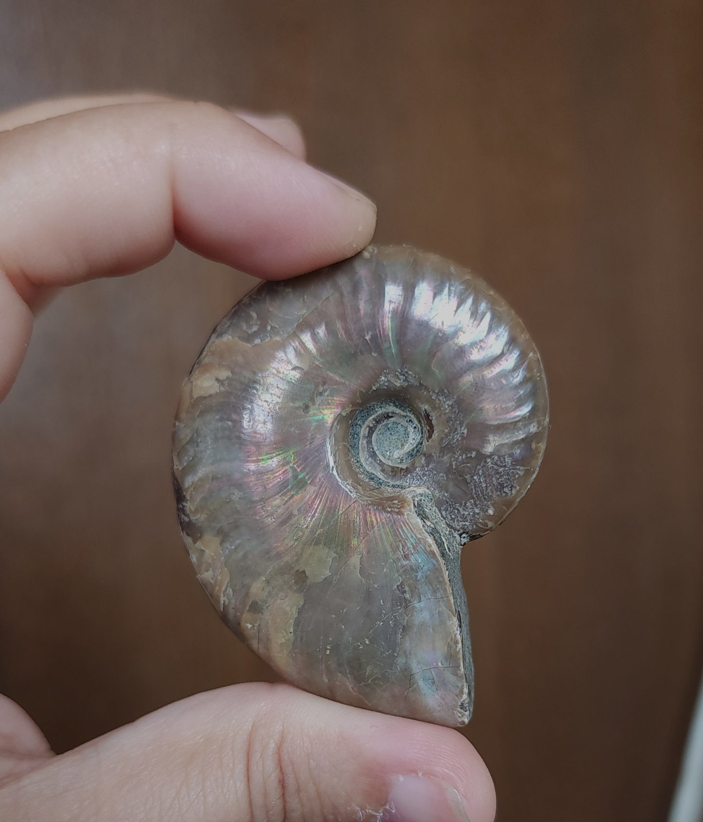 Iridescent Rainbow Ammonite Fossil