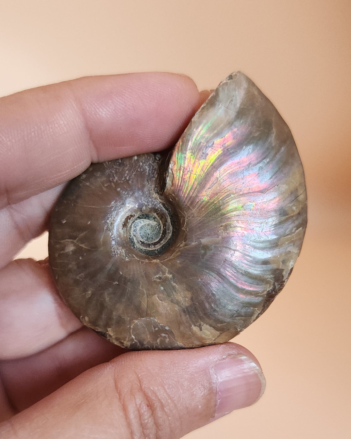 Iridescent Rainbow Ammonite Fossil