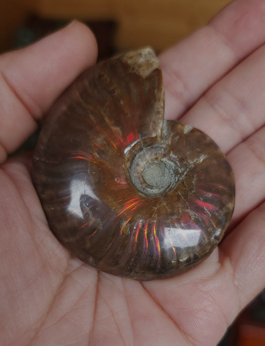 Iridescent Rainbow Ammonite Fossil