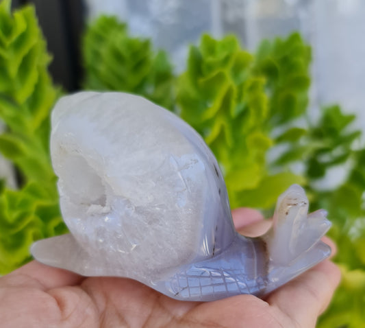 Agate Snail