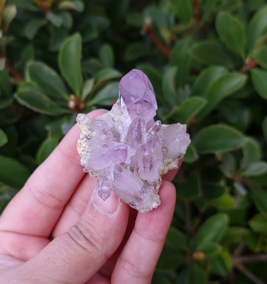 Vera Cruz Amethyst Specimen